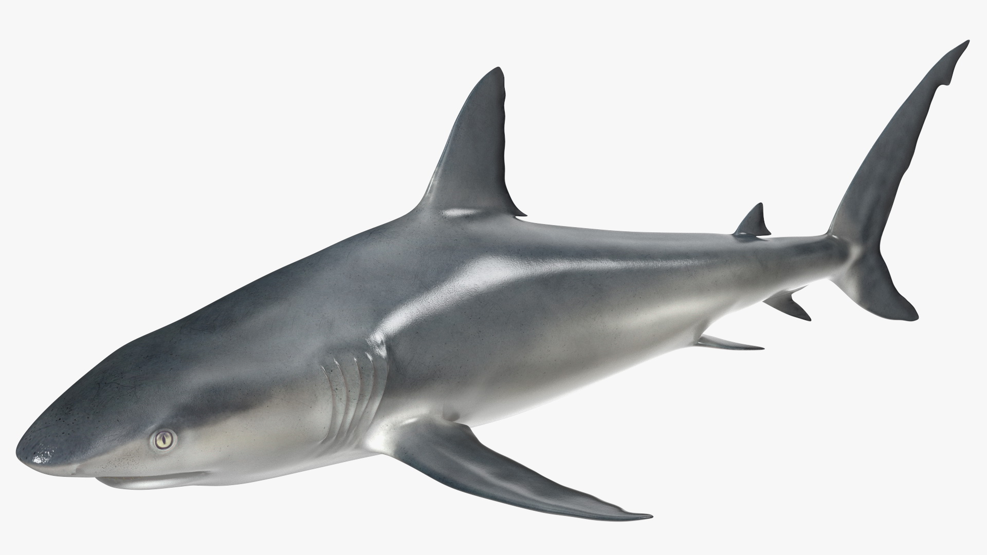 3D Caribbean Reef Shark Rigged for Maya