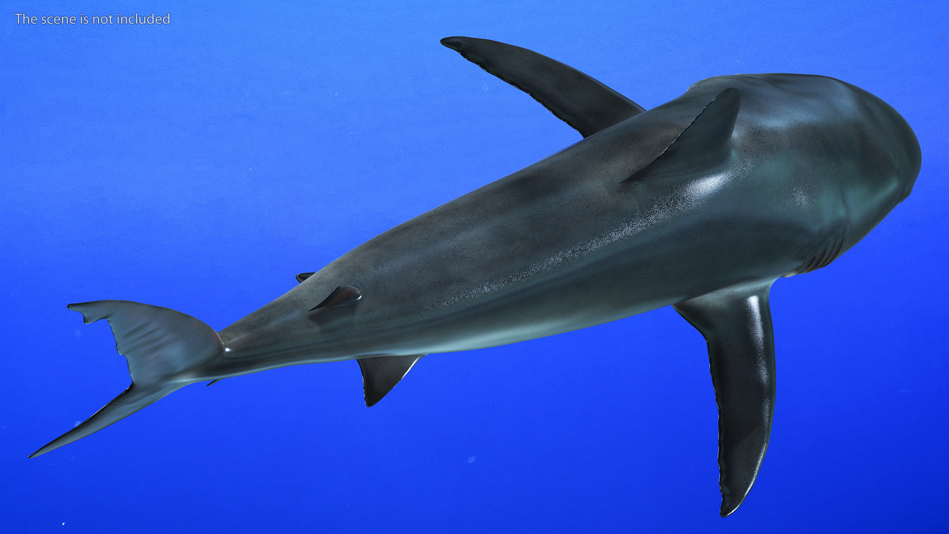 3D Caribbean Reef Shark Rigged for Maya
