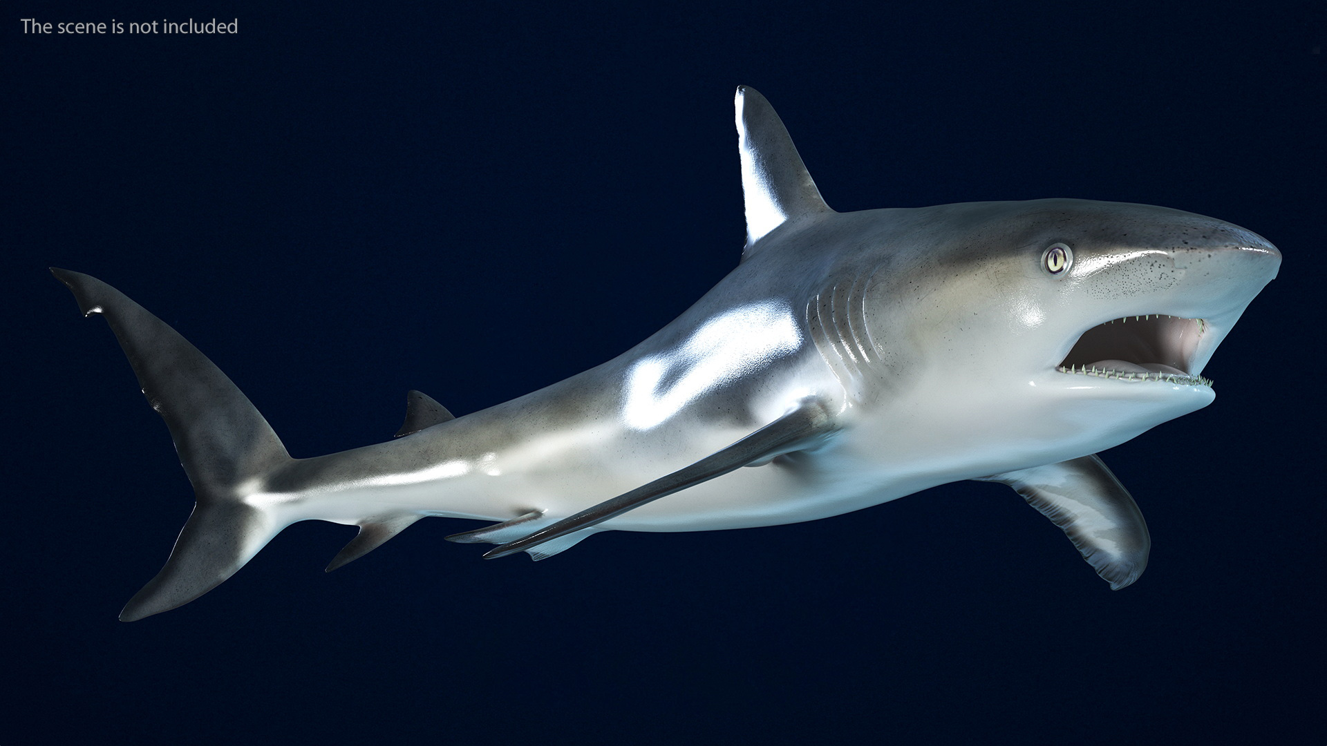 3D Caribbean Reef Shark Rigged for Maya