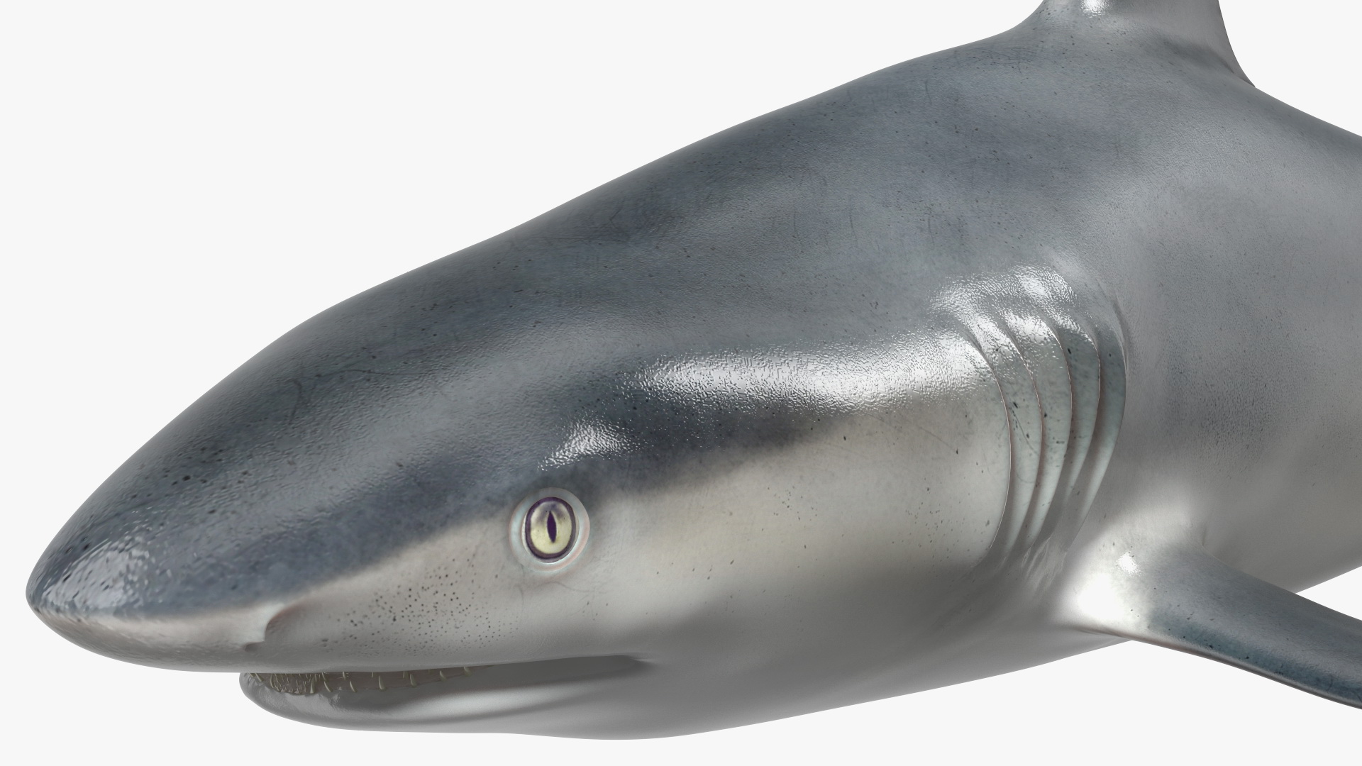 3D Caribbean Reef Shark Rigged for Maya