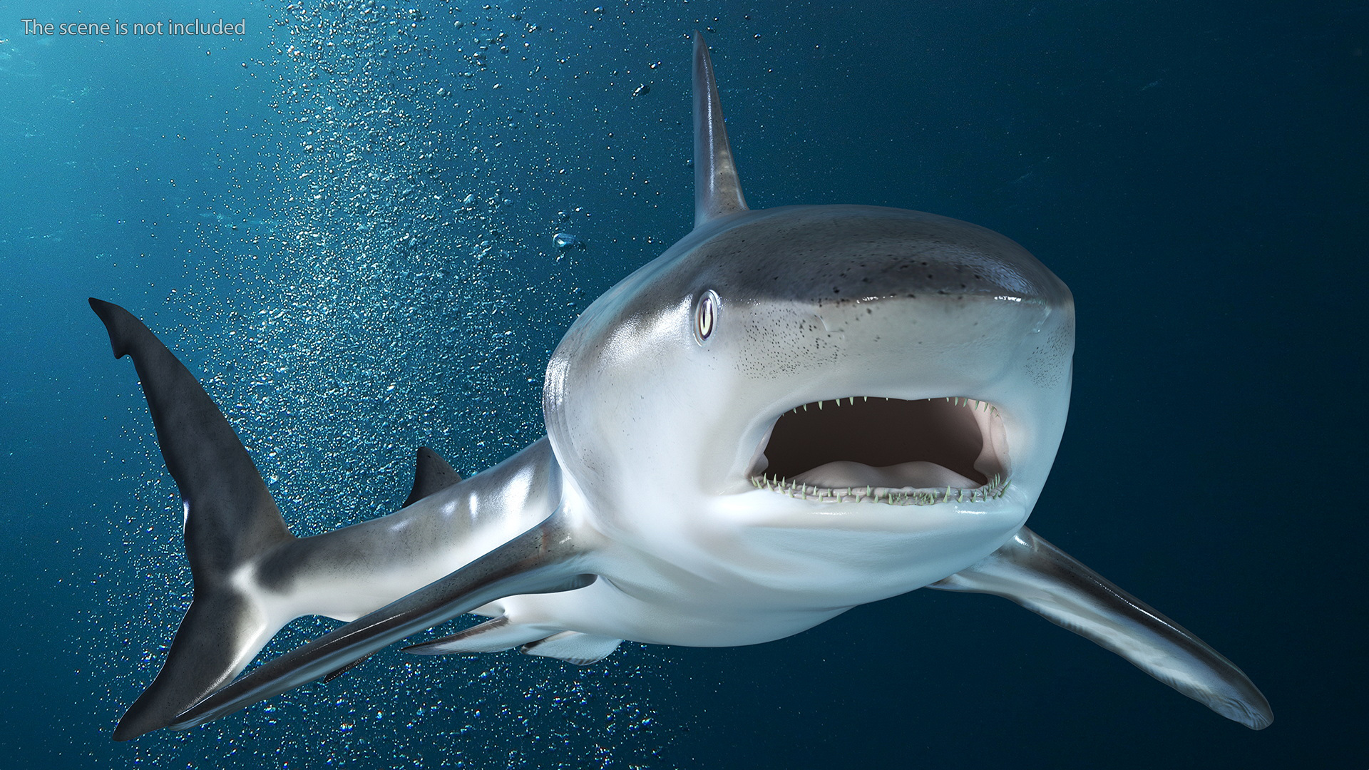 3D Caribbean Reef Shark Rigged for Maya