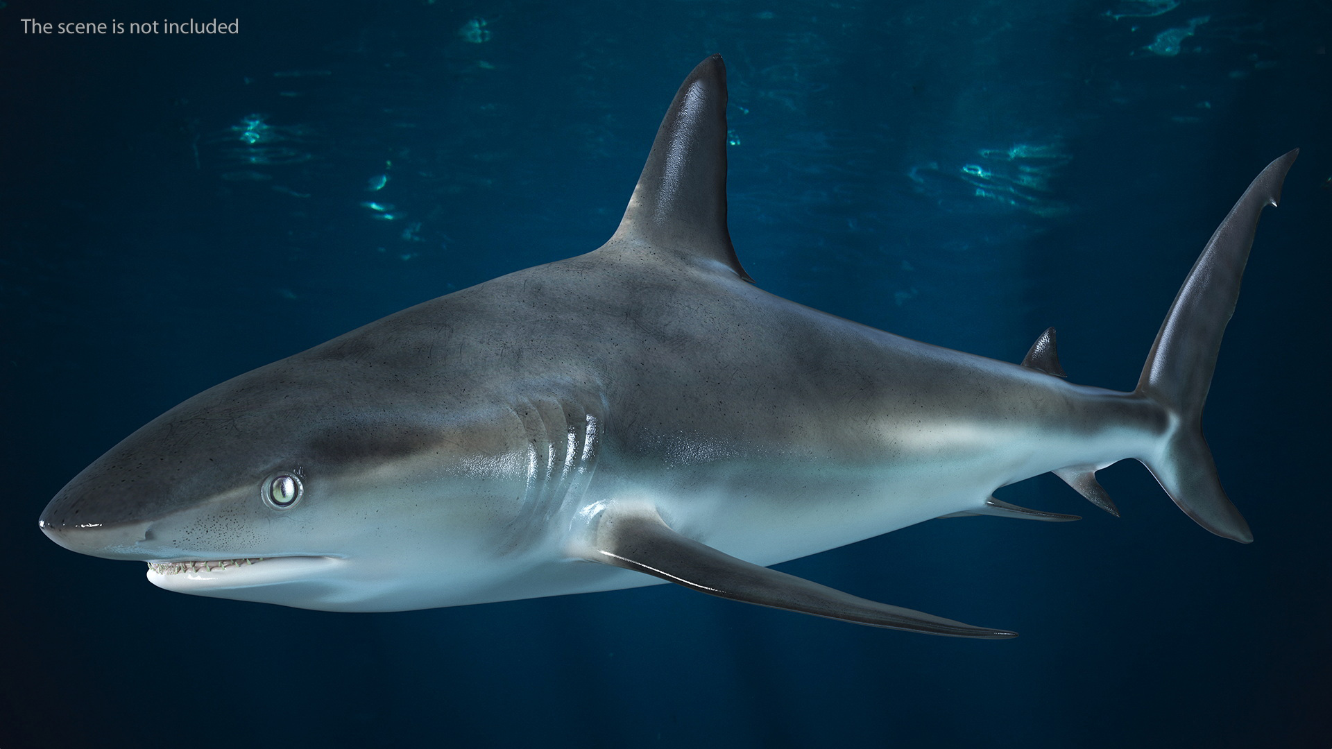 3D Caribbean Reef Shark Rigged for Maya
