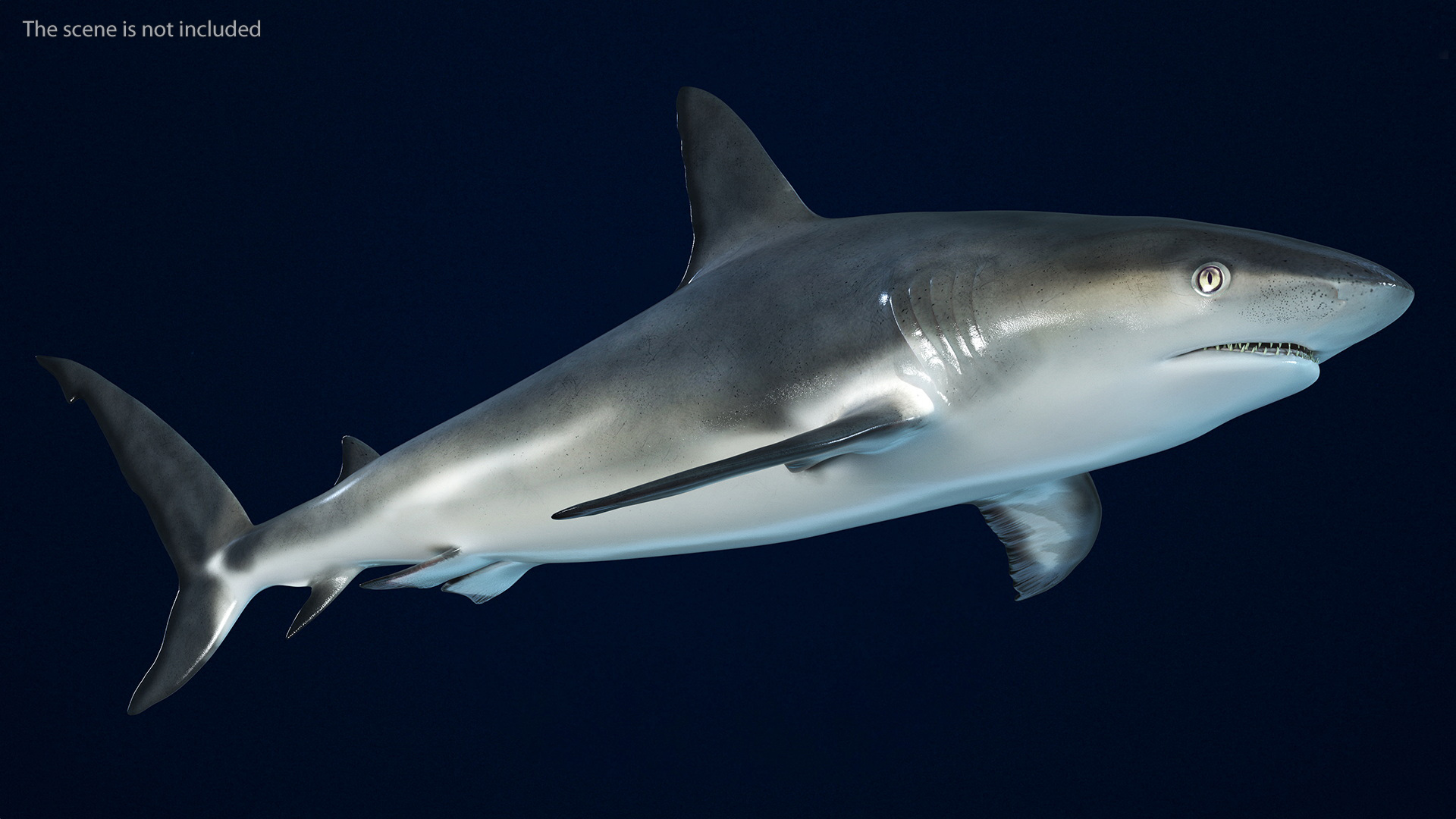 3D Caribbean Reef Shark Rigged for Maya