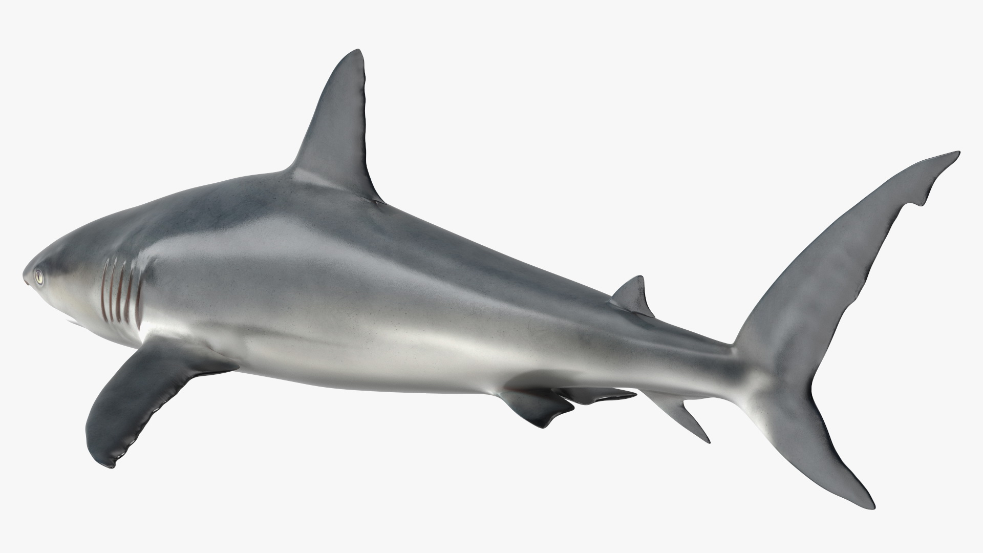 3D Caribbean Reef Shark Rigged for Maya
