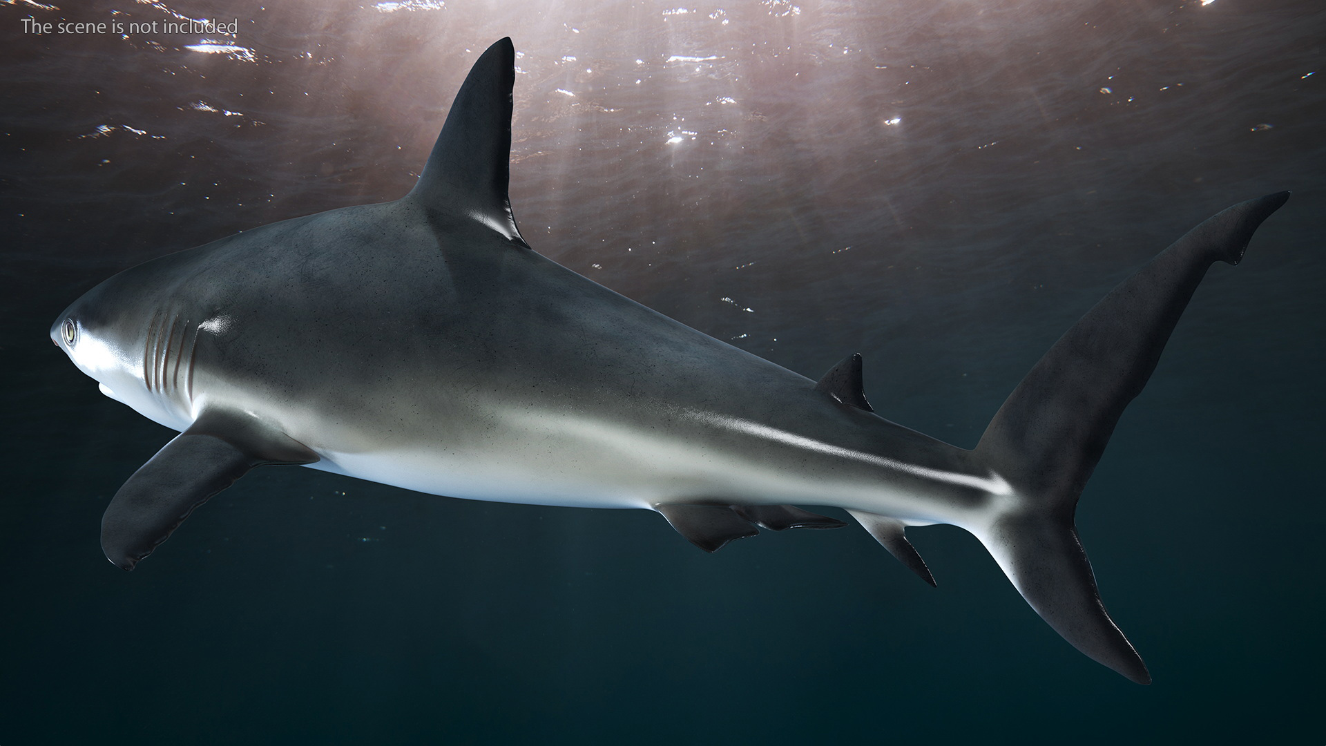 3D Caribbean Reef Shark Rigged for Maya