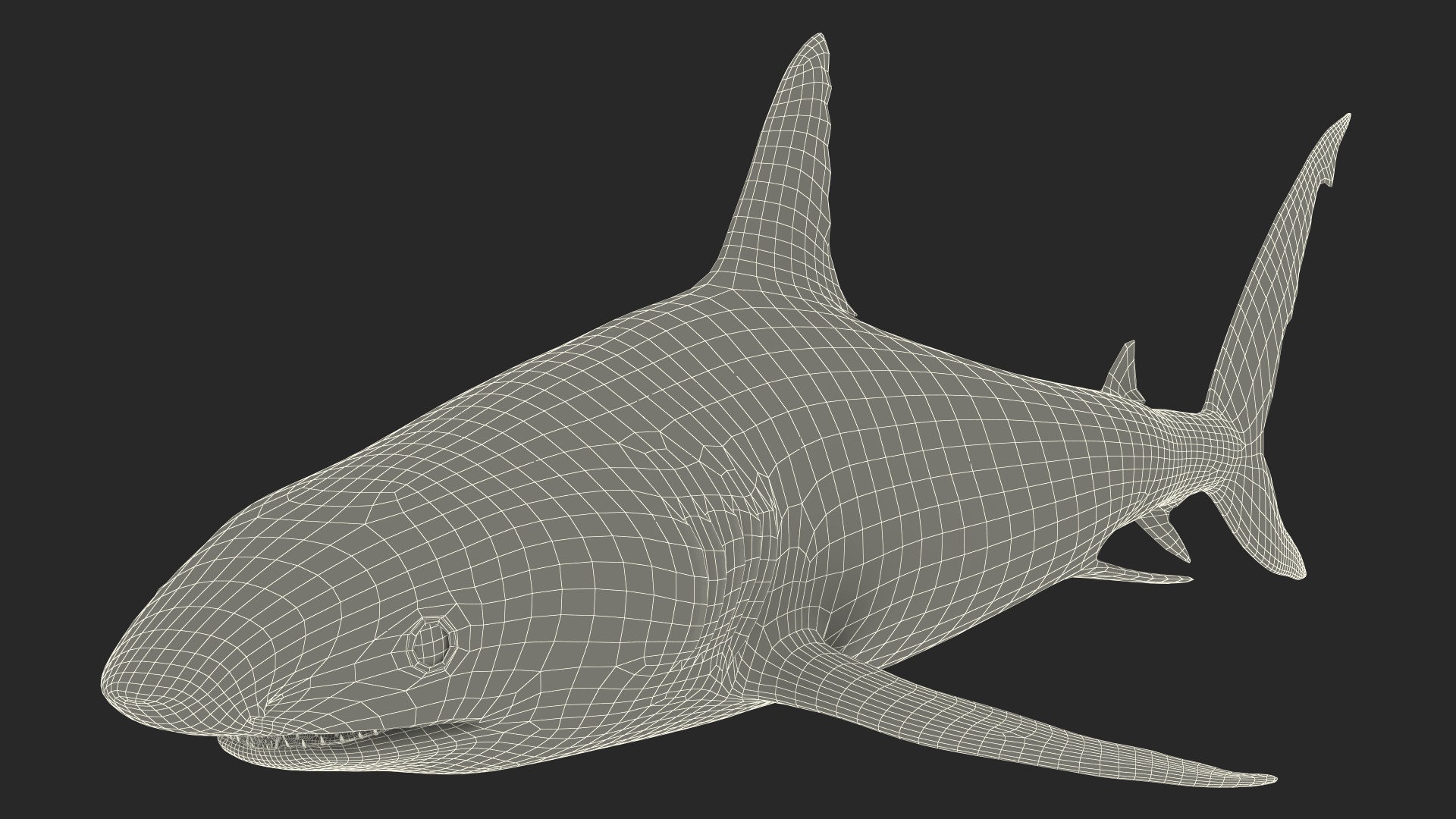 3D Caribbean Reef Shark Rigged for Maya