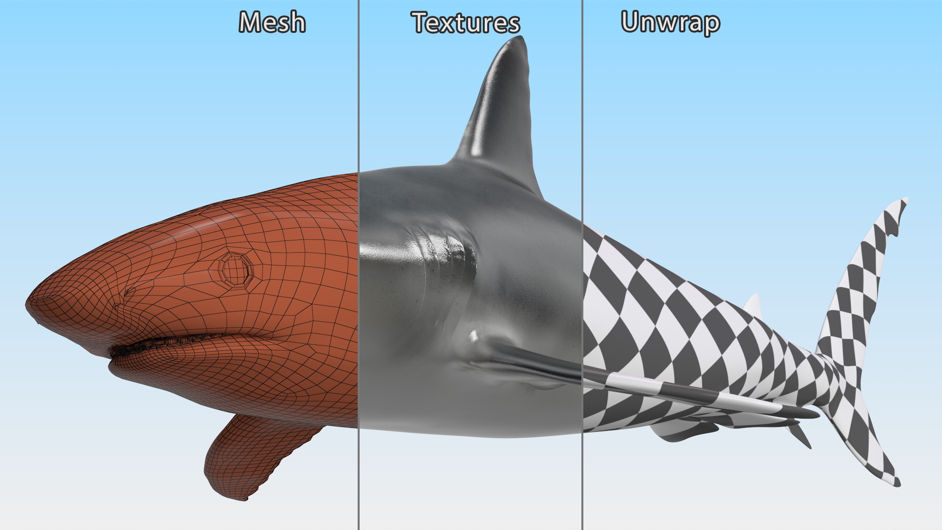 3D Caribbean Reef Shark Rigged for Maya
