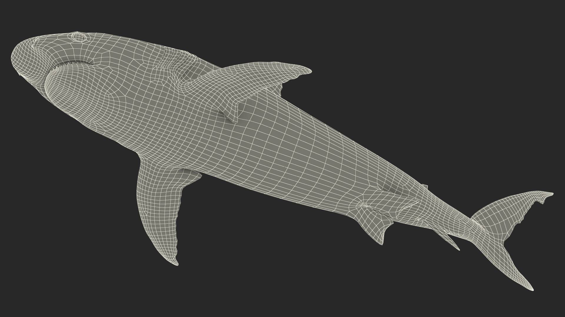 3D Caribbean Reef Shark Rigged for Maya