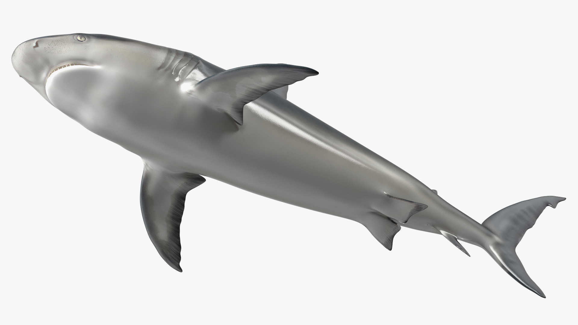 3D Caribbean Reef Shark Rigged for Maya