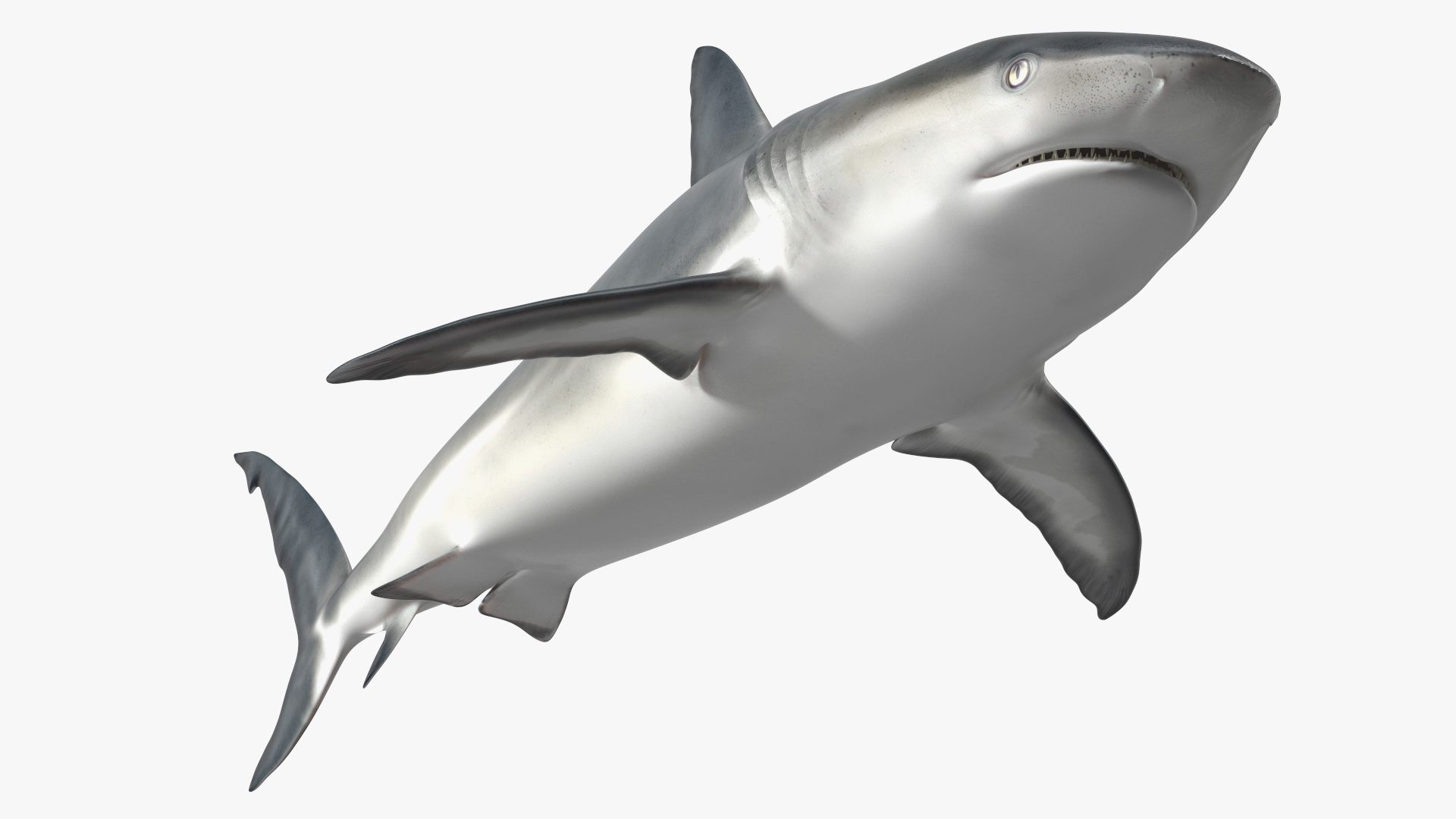 3D Caribbean Reef Shark Rigged for Maya