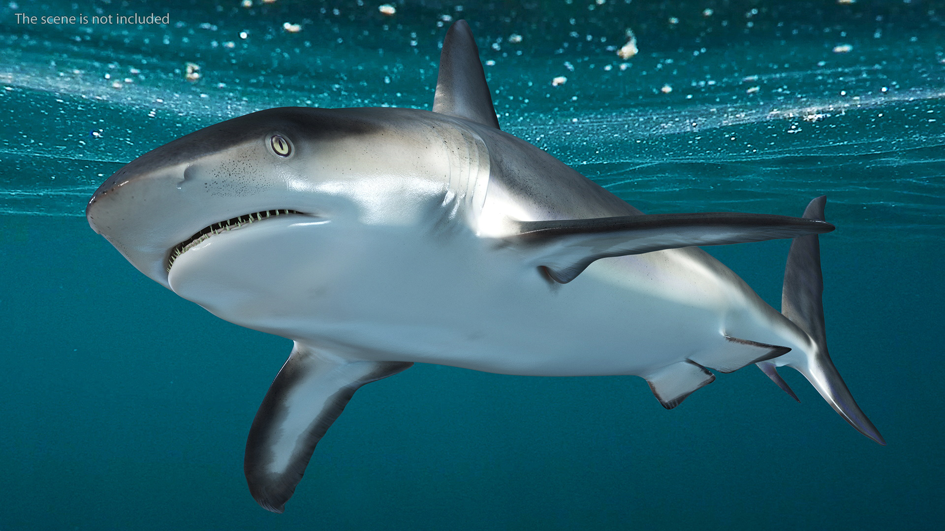 3D Caribbean Reef Shark Rigged for Maya