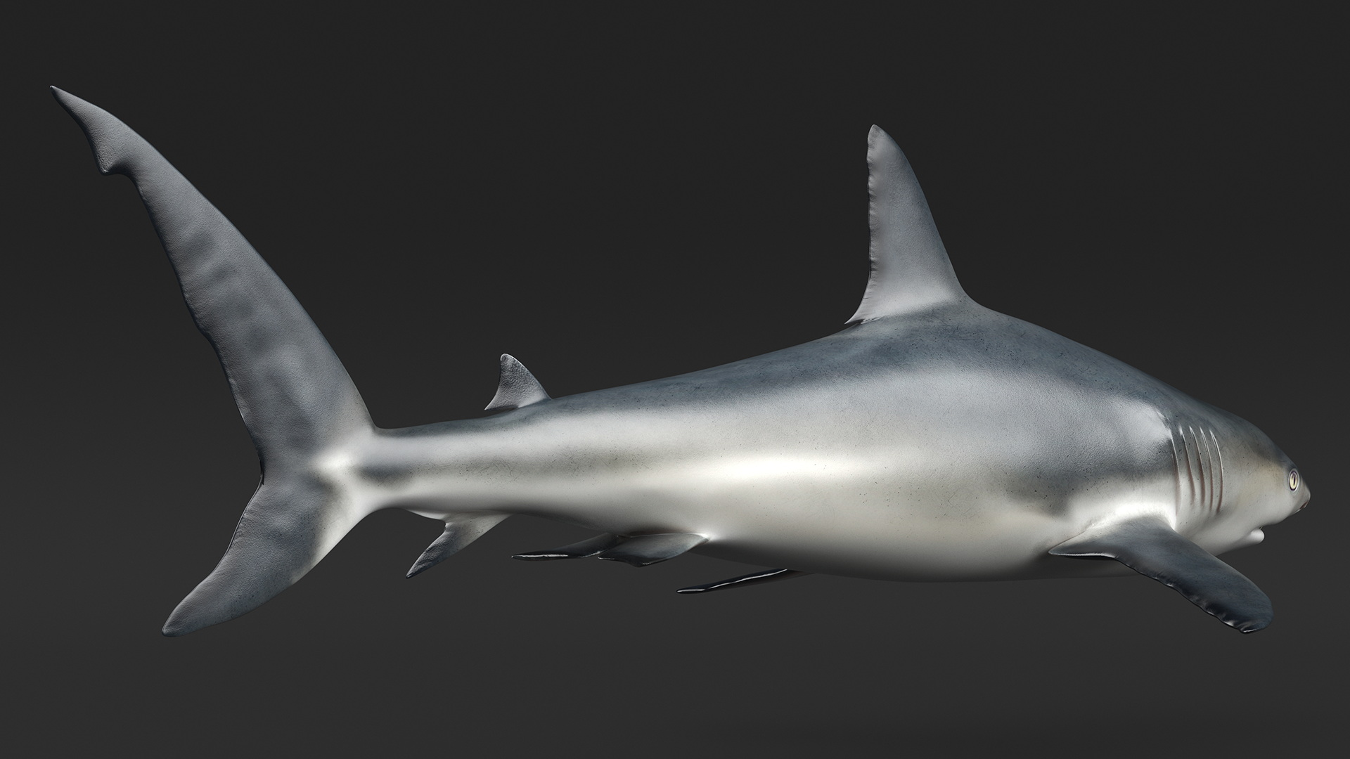 3D Caribbean Reef Shark Rigged for Maya