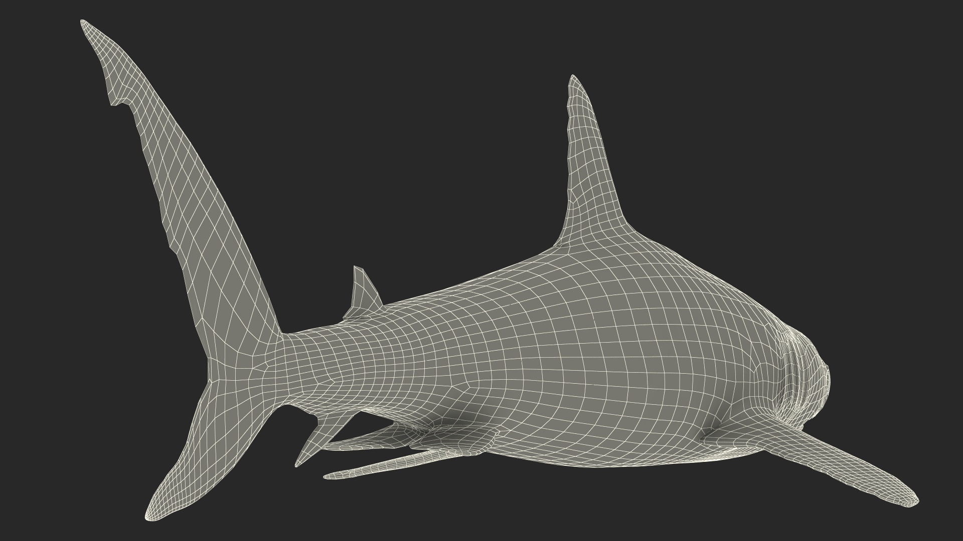 3D Caribbean Reef Shark Rigged for Maya