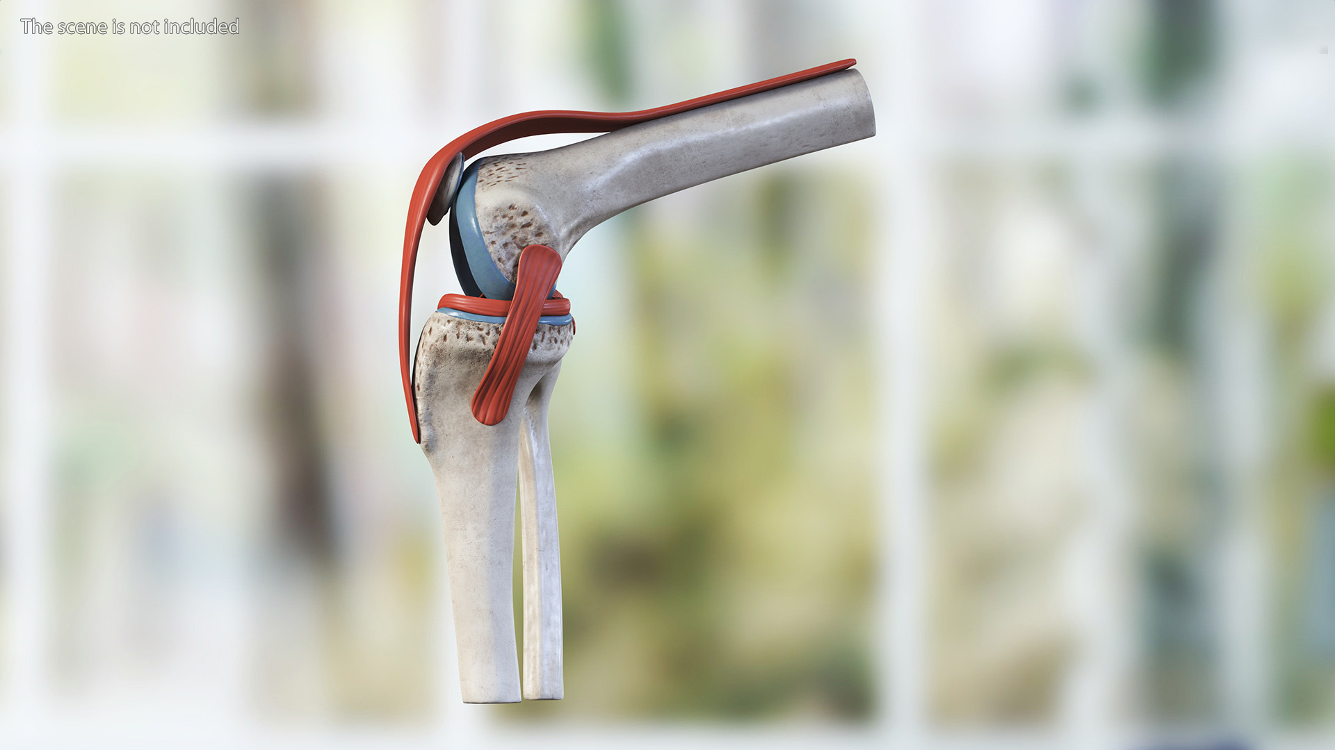 Knee Joint Model Bent State 3D