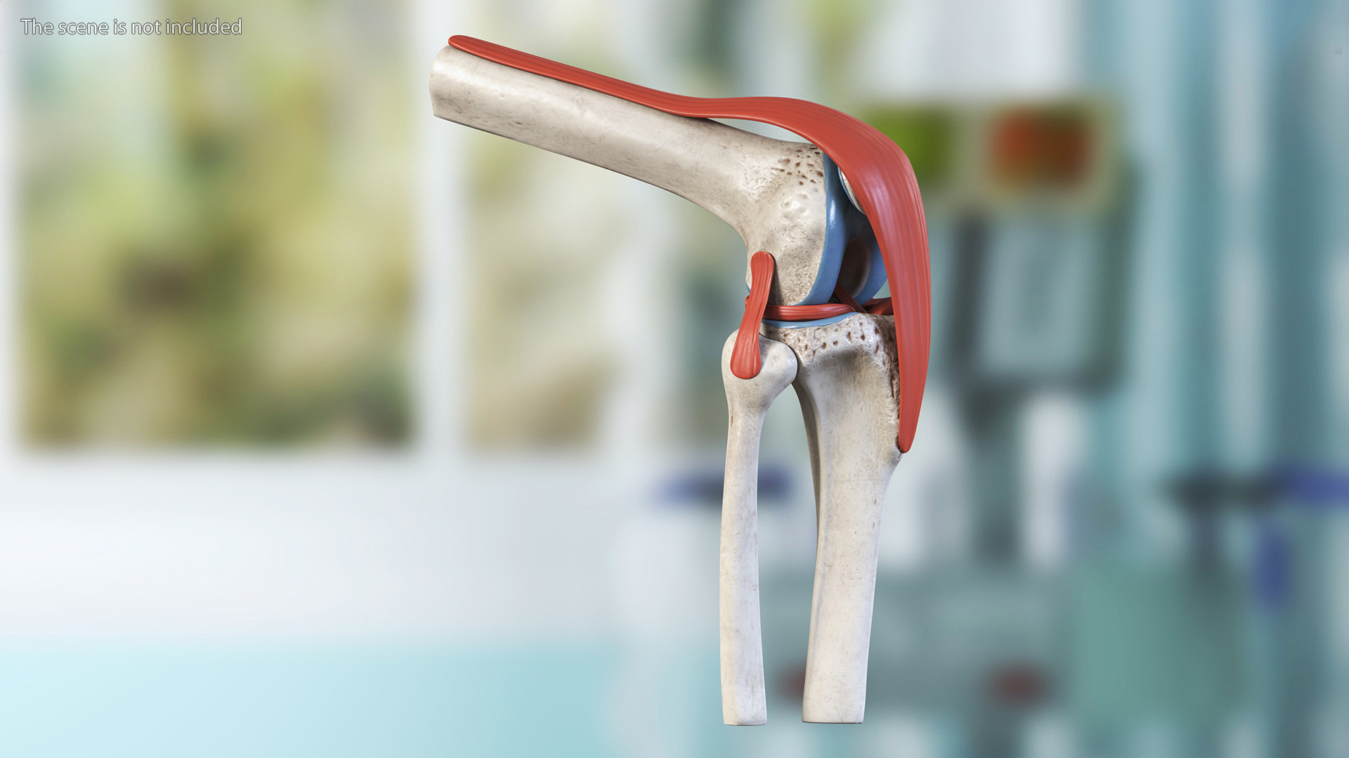 Knee Joint Model Bent State 3D