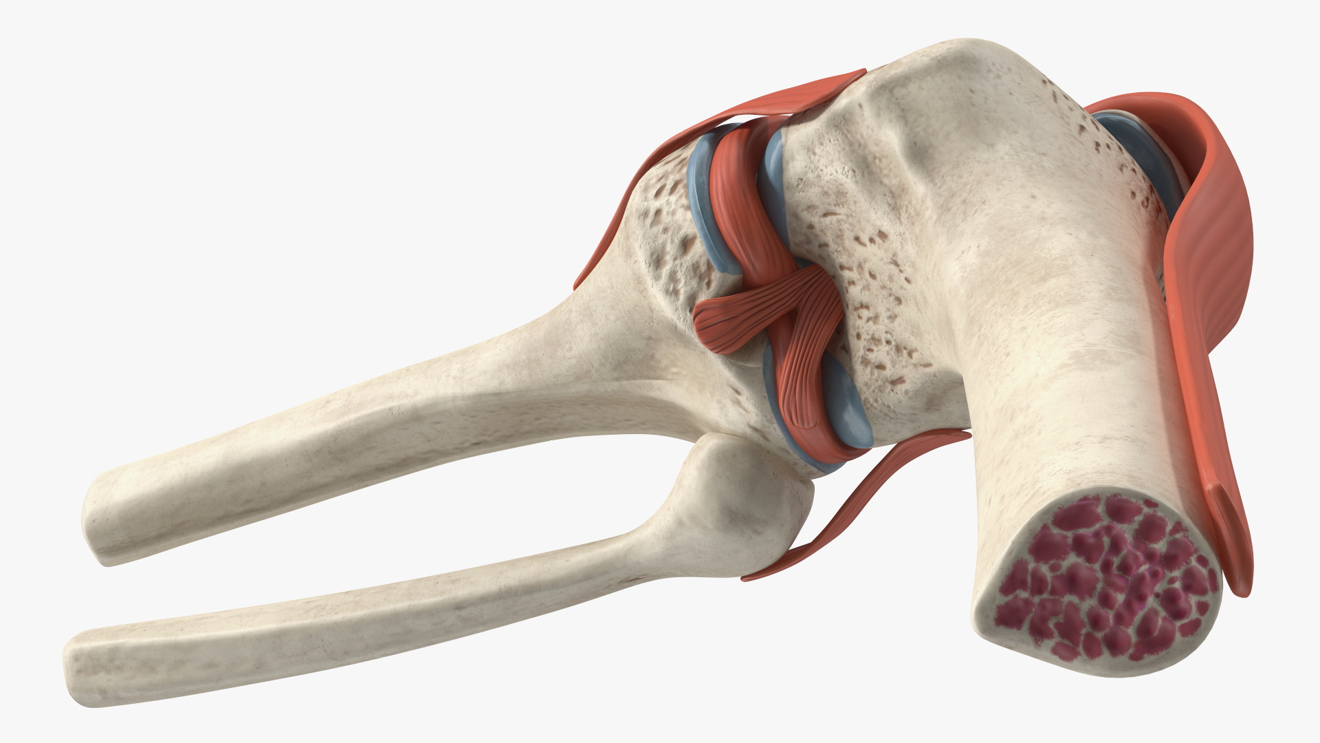 Knee Joint Model Bent State 3D