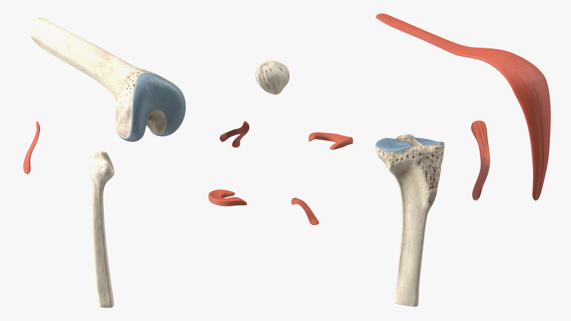 Knee Joint Model Bent State 3D