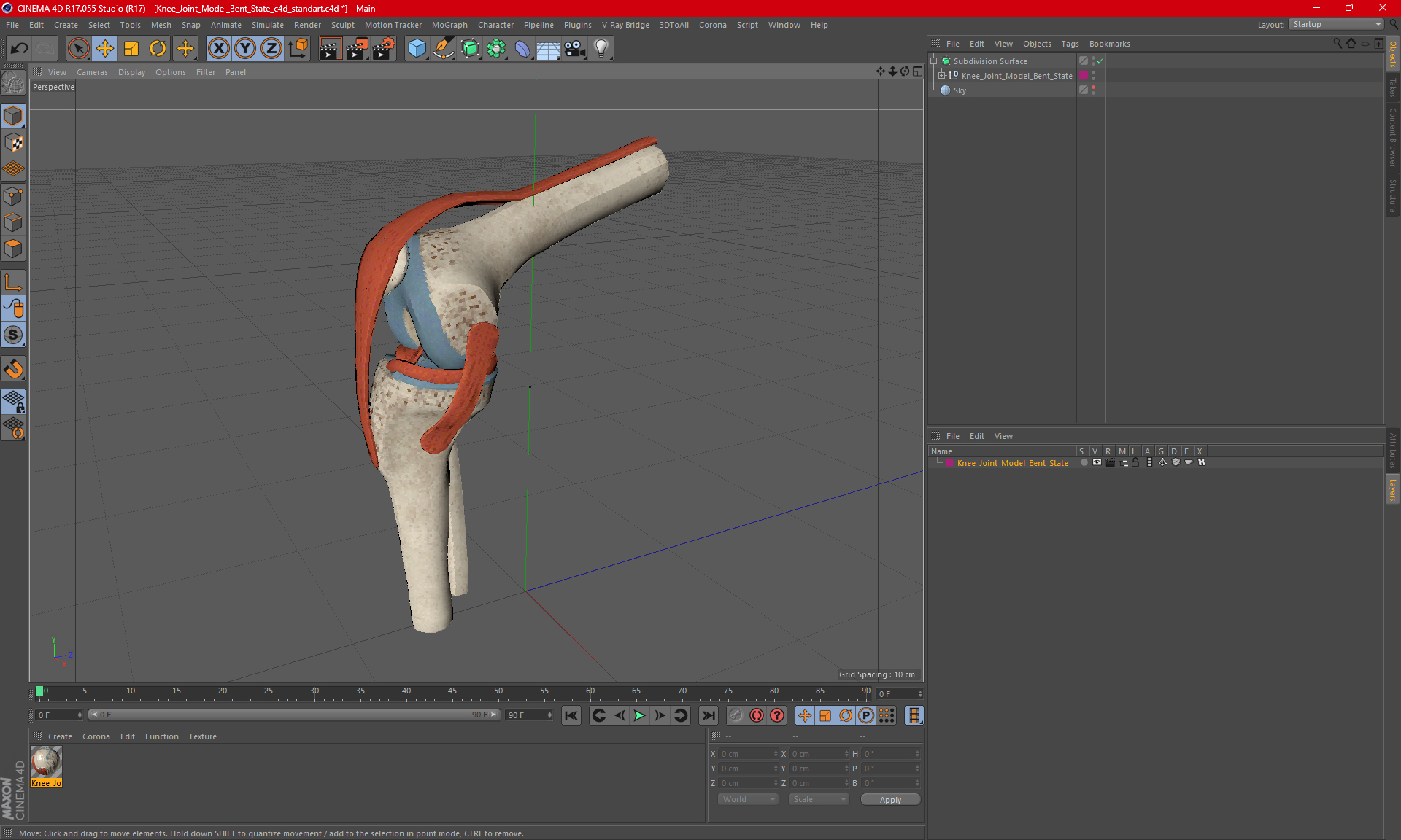 Knee Joint Model Bent State 3D