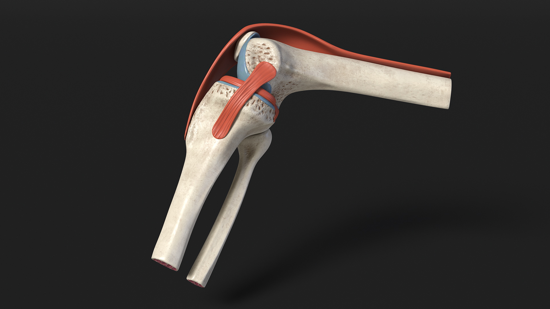 Knee Joint Model Bent State 3D