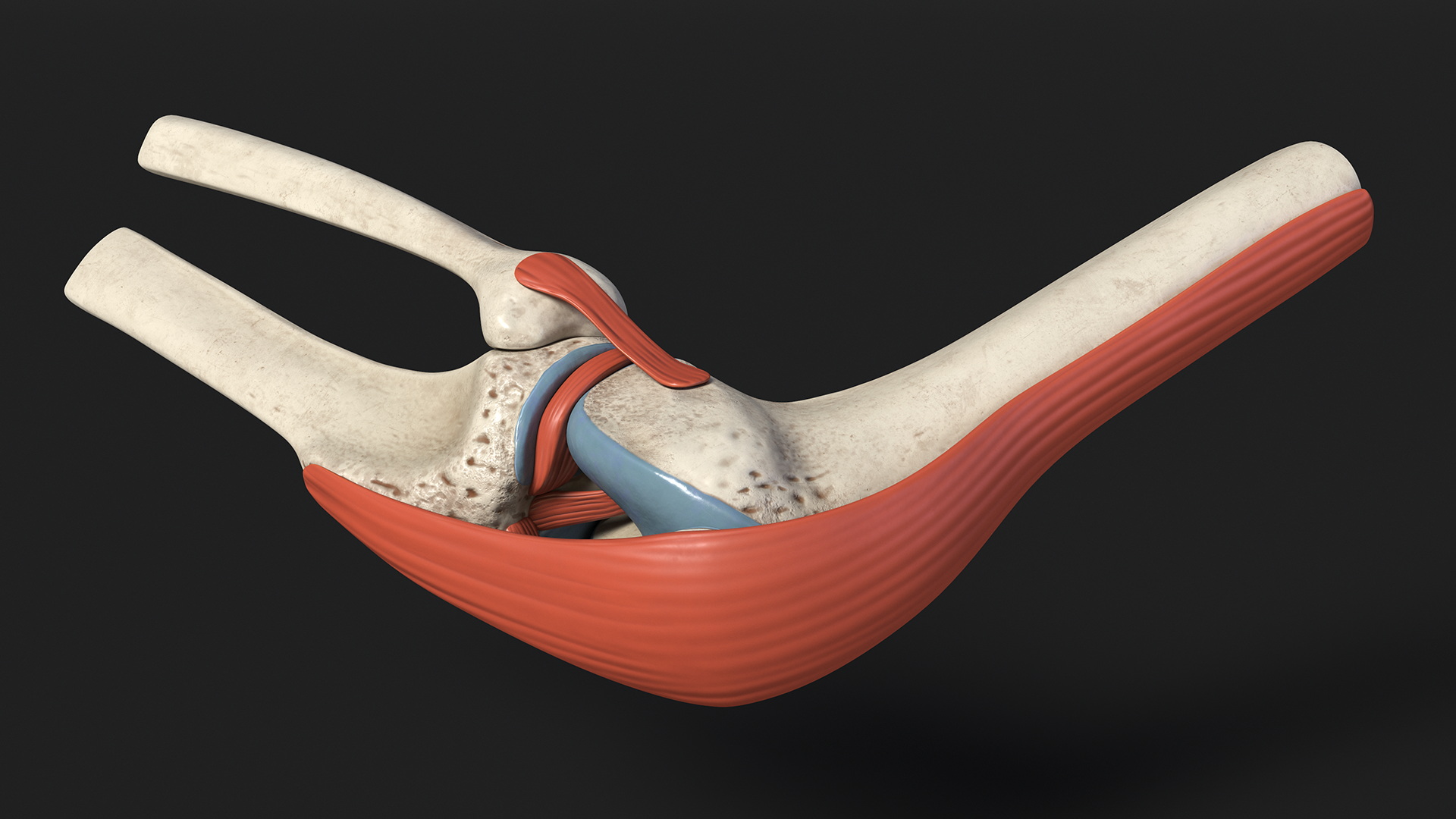 Knee Joint Model Bent State 3D