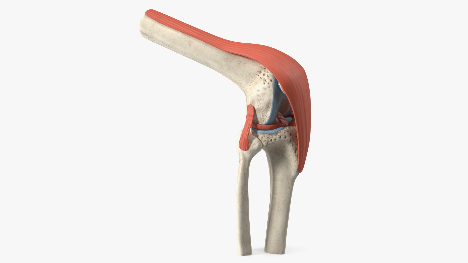 Knee Joint Model Bent State 3D