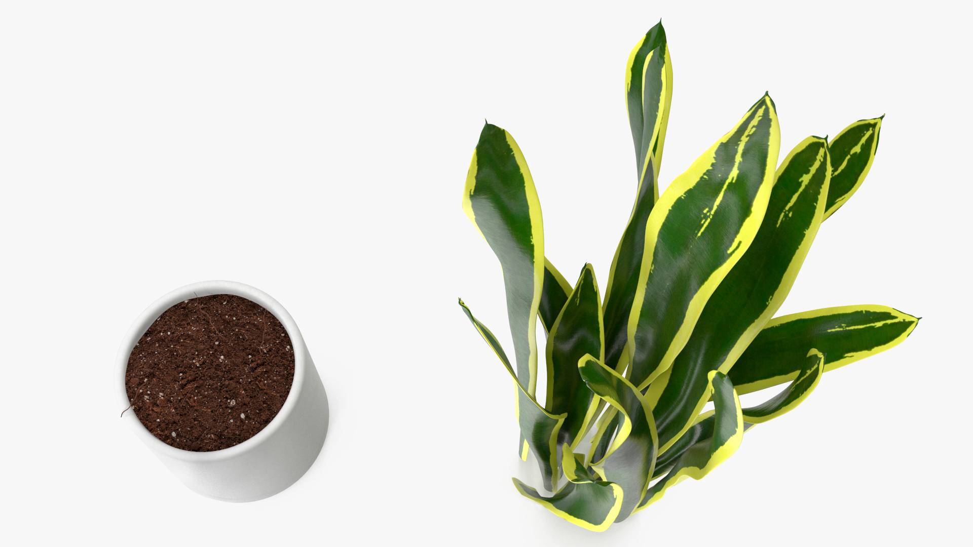 3D Sansevieria Trifasciata model