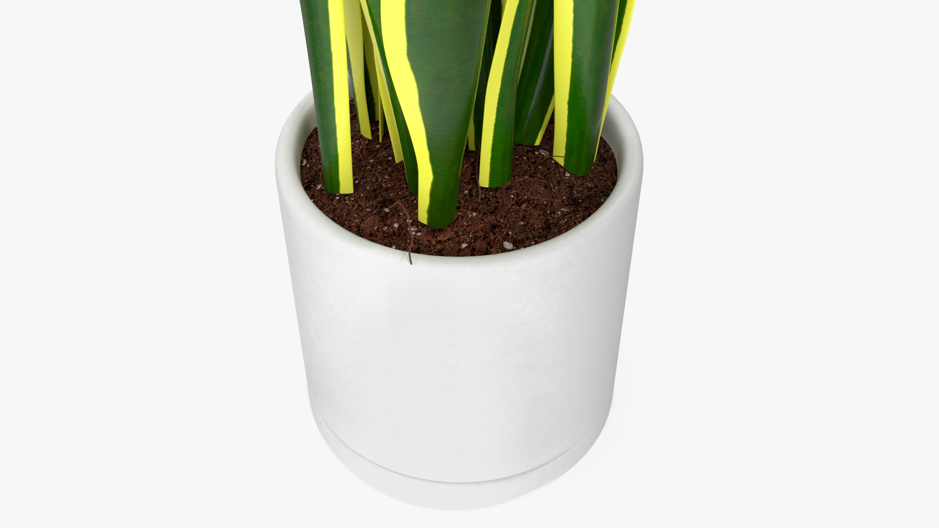 3D Sansevieria Trifasciata model