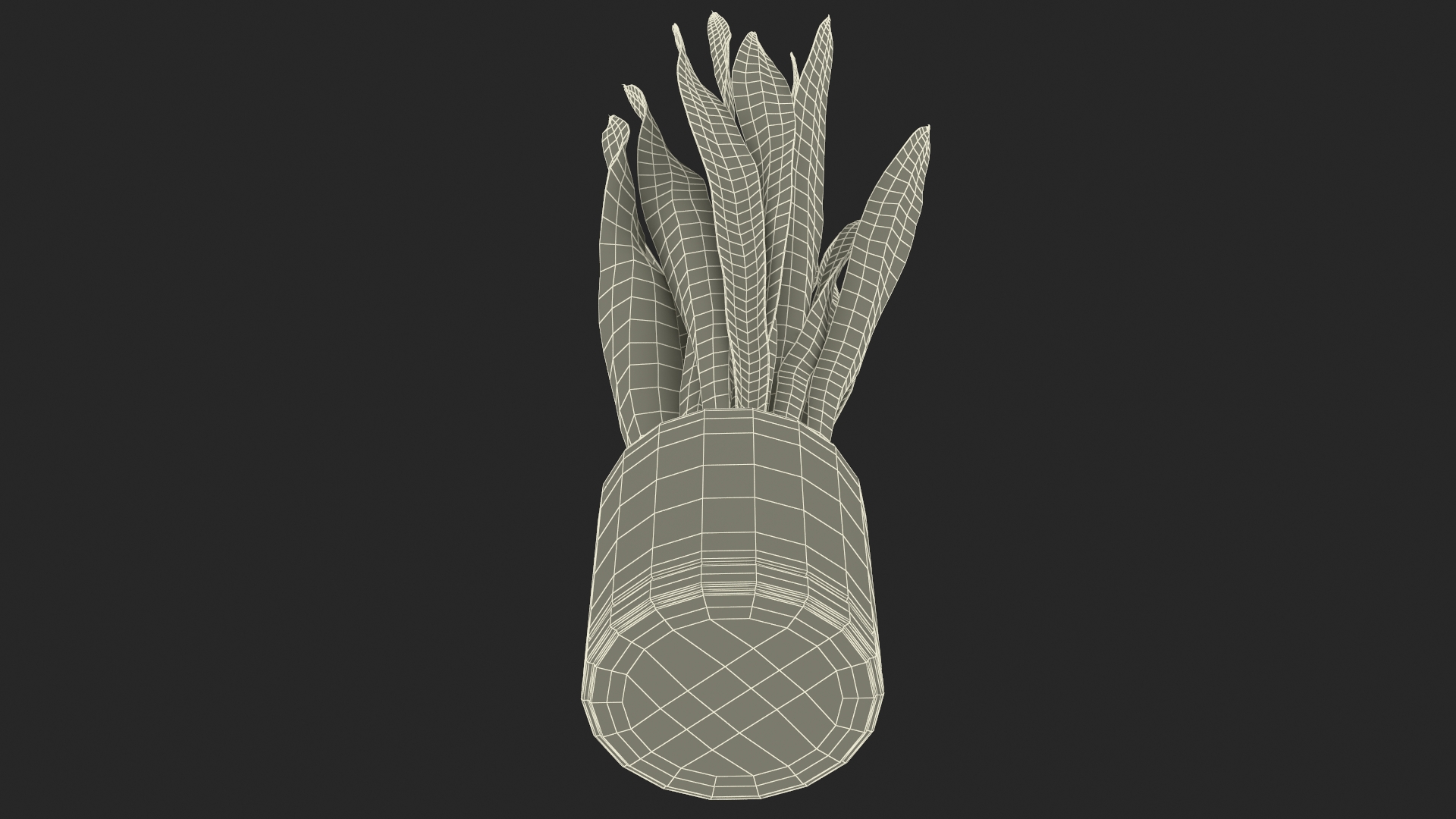 3D Sansevieria Trifasciata model