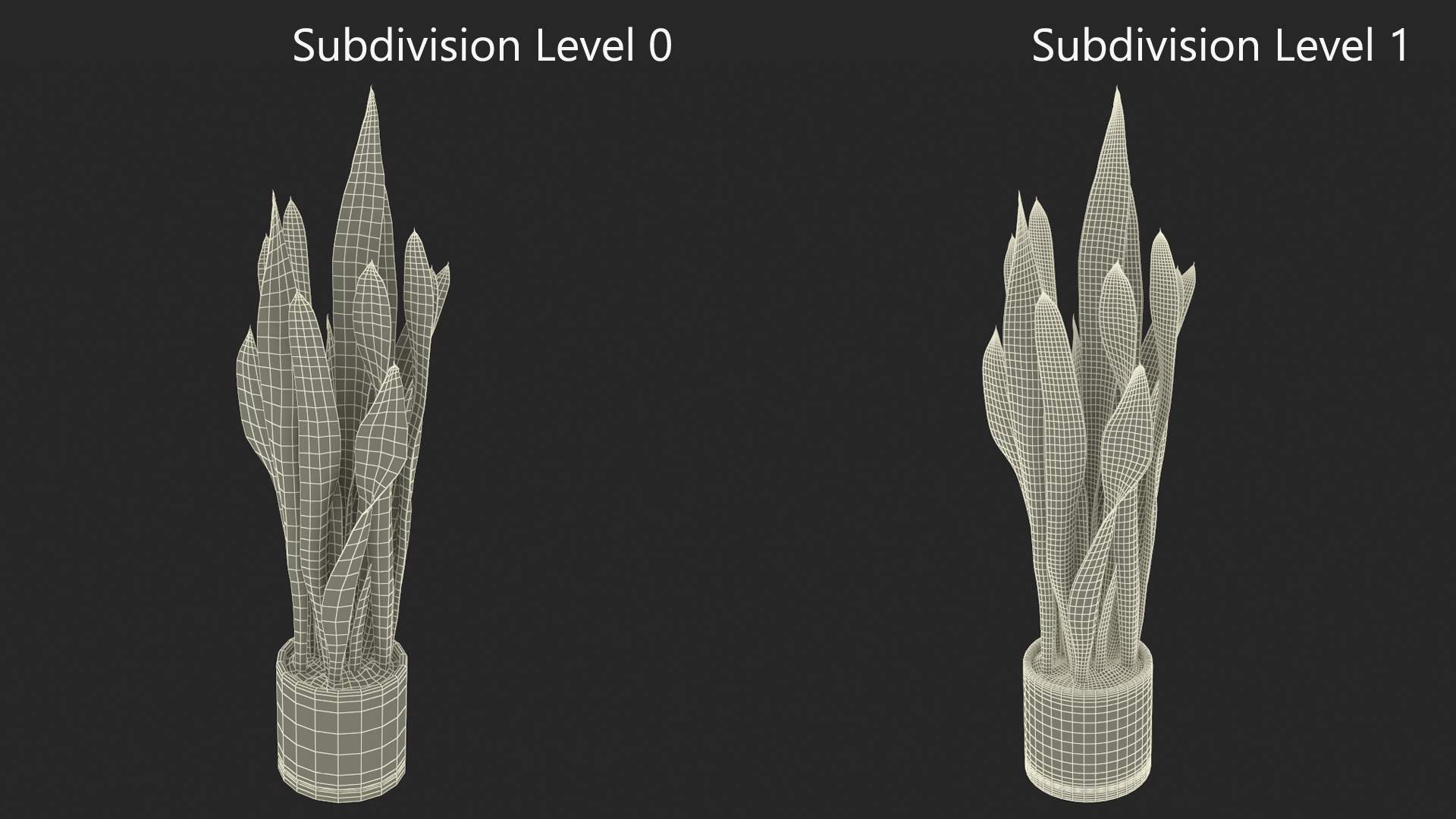 3D Sansevieria Trifasciata model