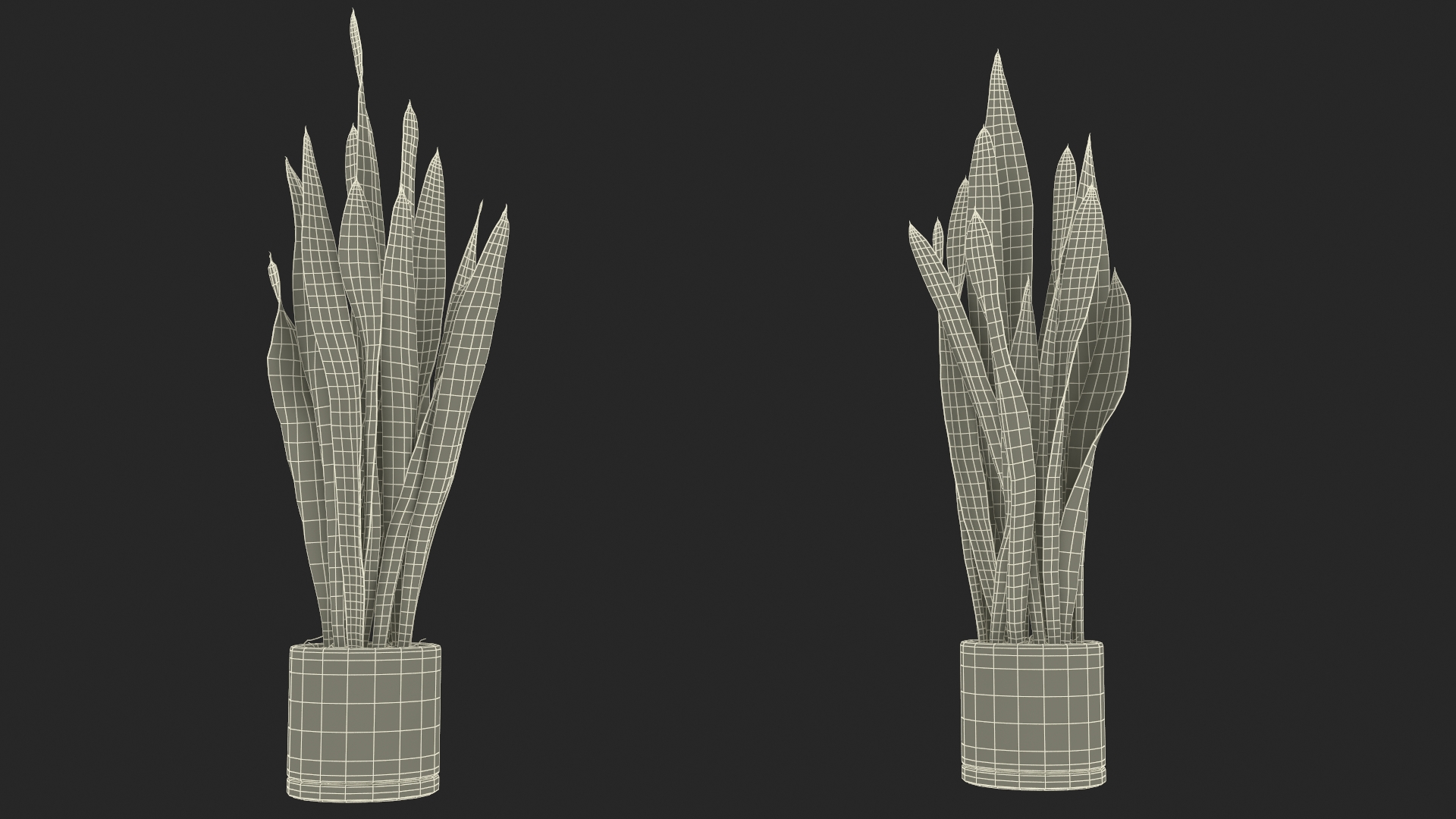 3D Sansevieria Trifasciata model