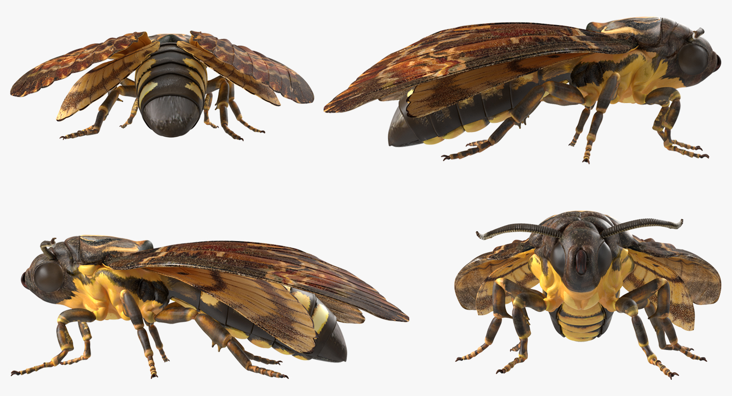 Deaths Head Hawkmoth Rigged 3D