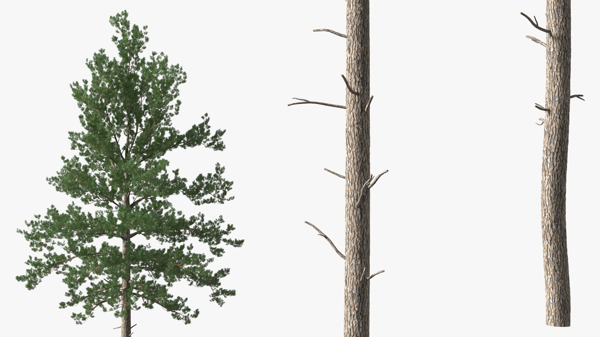 3D Loblolly Pine model