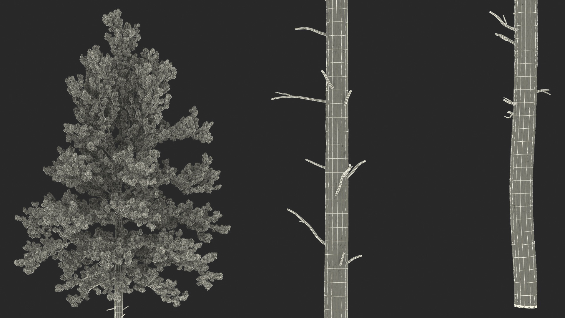 3D Loblolly Pine model
