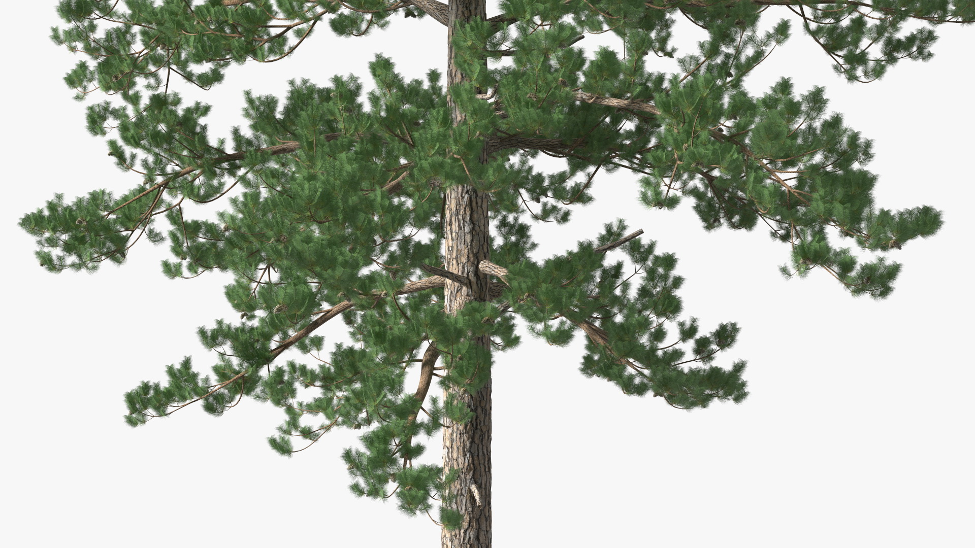 3D Loblolly Pine model