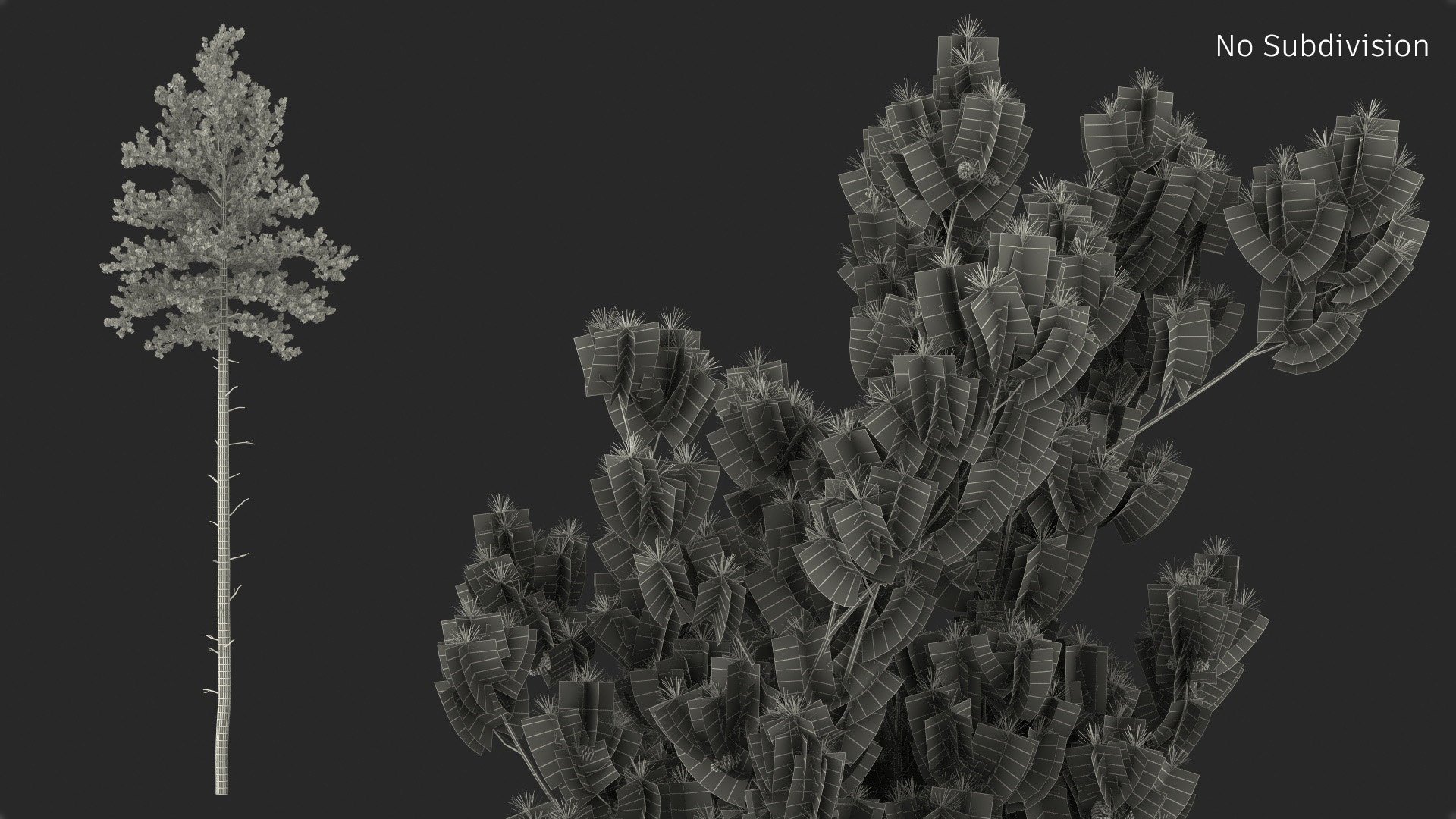 3D Loblolly Pine model