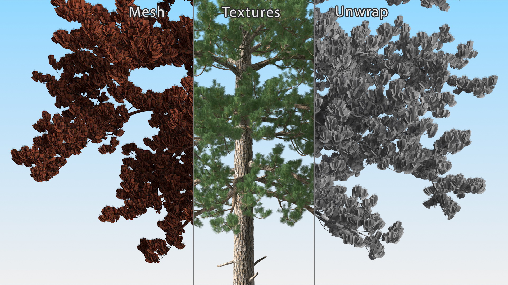 3D Loblolly Pine model