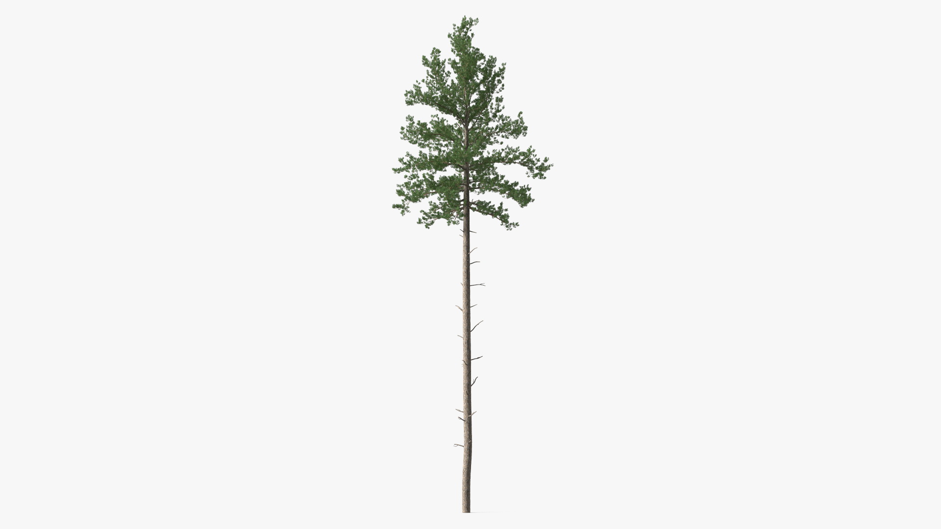 3D Loblolly Pine model