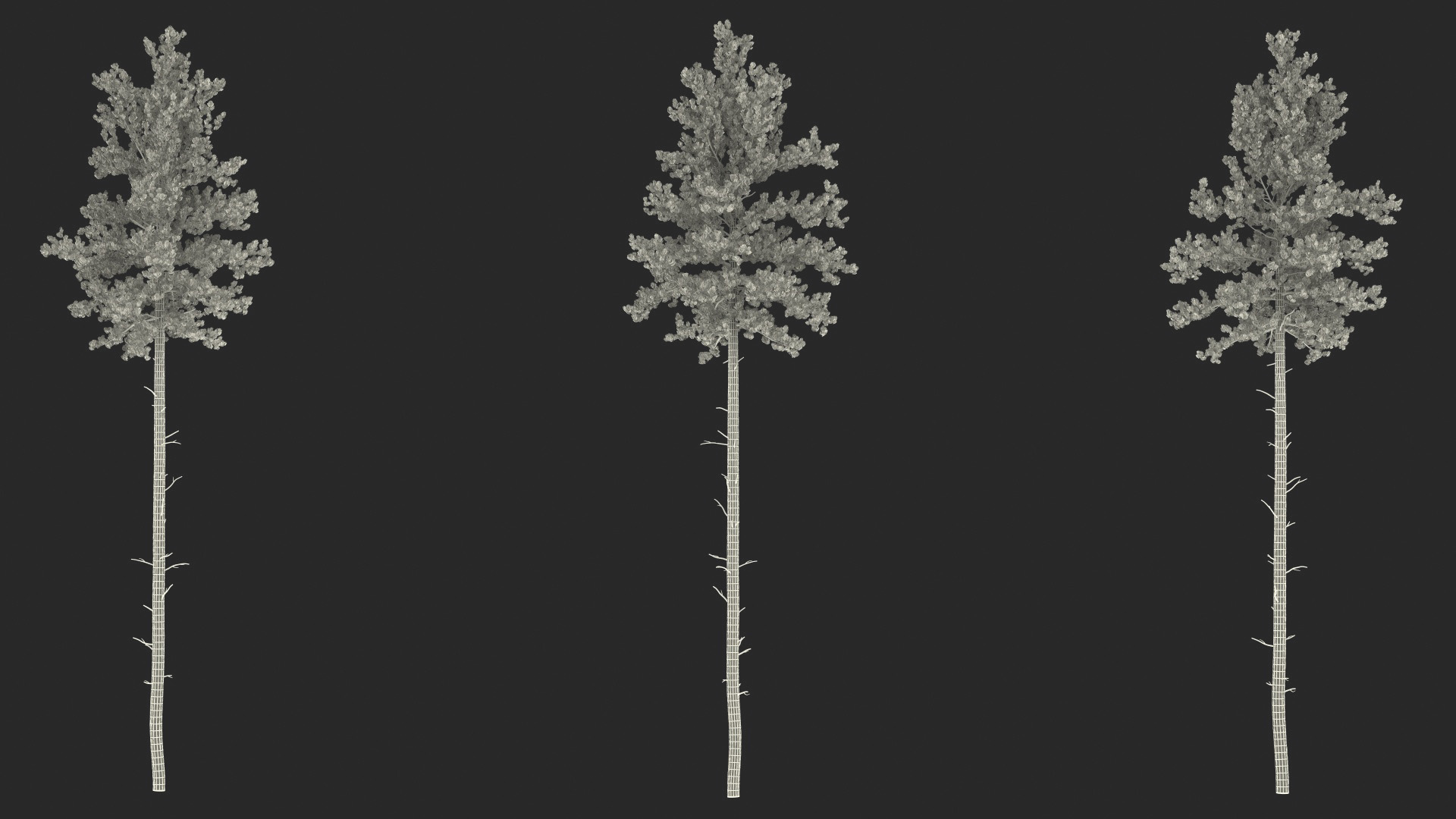 3D Loblolly Pine model