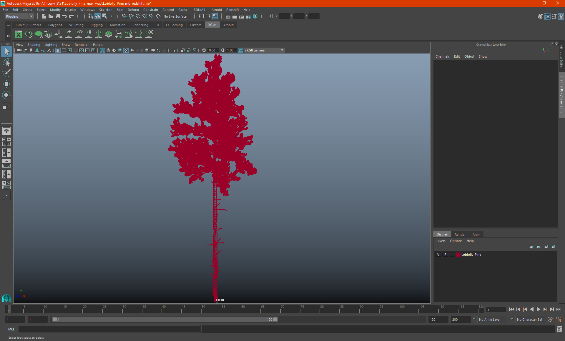3D Loblolly Pine model