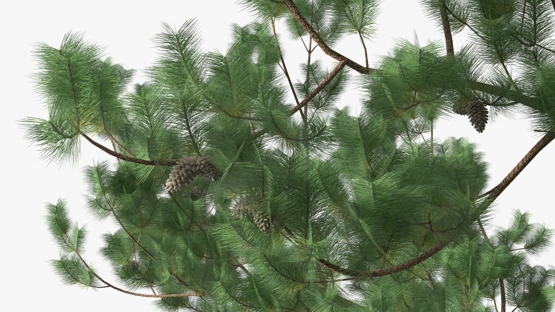 3D Loblolly Pine model