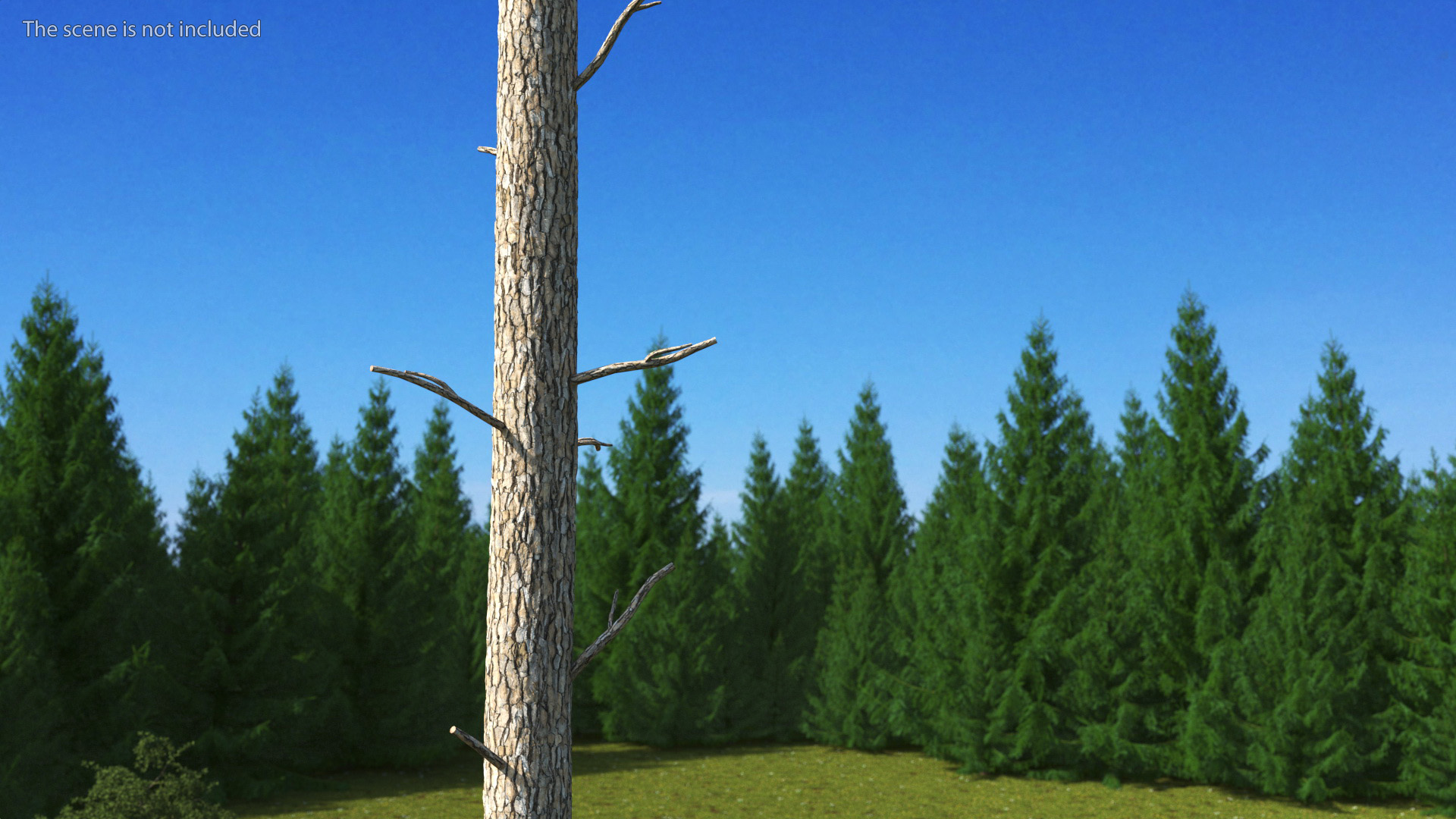 3D Loblolly Pine model