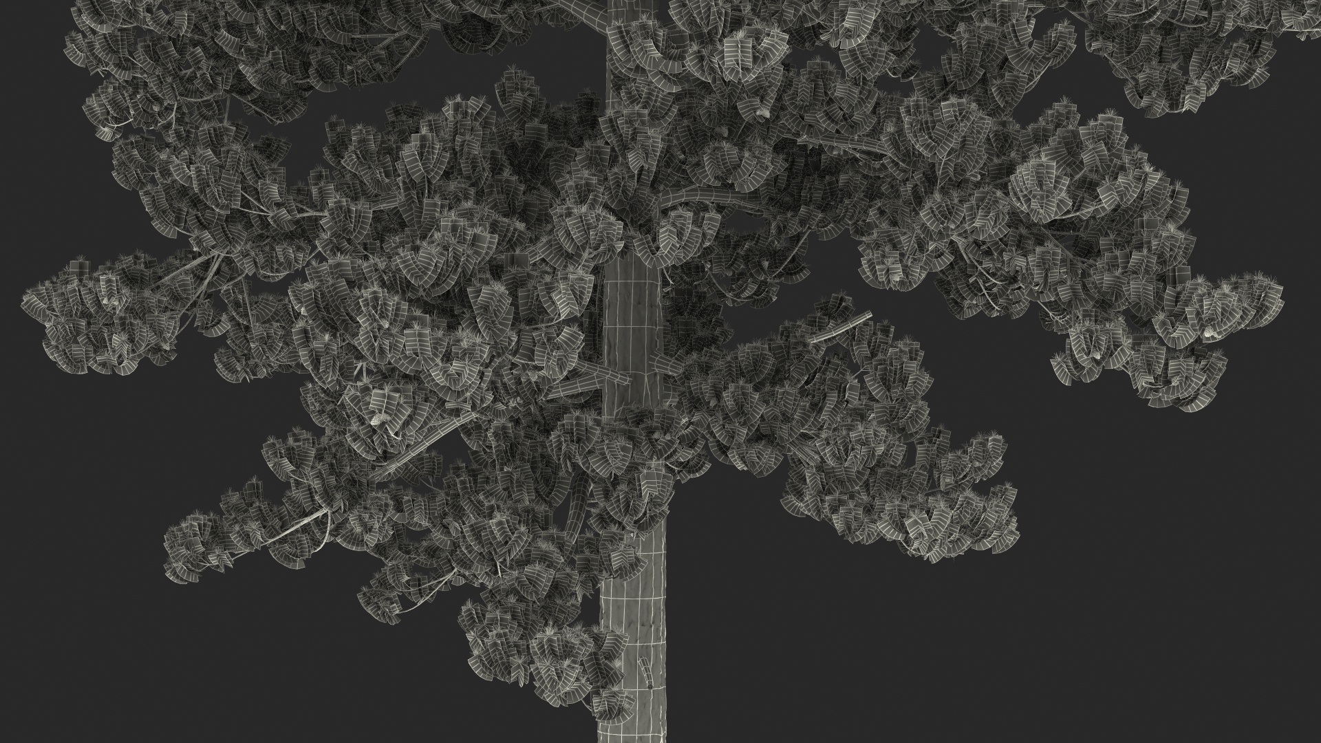3D Loblolly Pine model