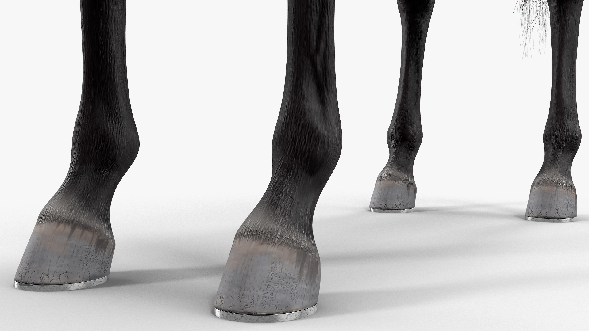 3D Black Racehorse Fur Rigged