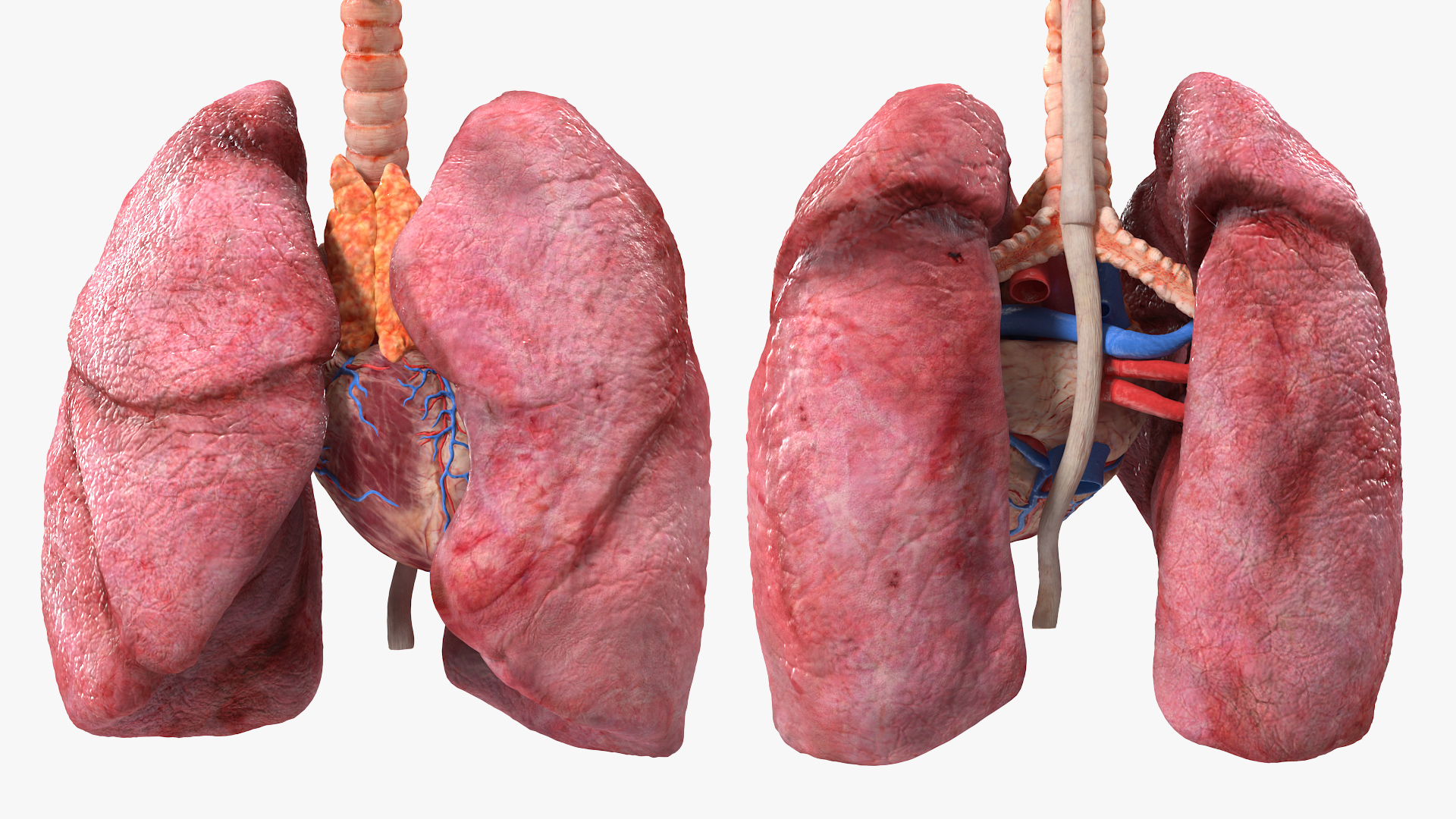 3D model Female Anatomy Lungs and Heart