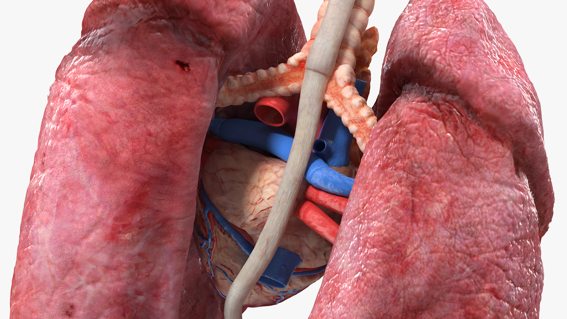 3D model Female Anatomy Lungs and Heart