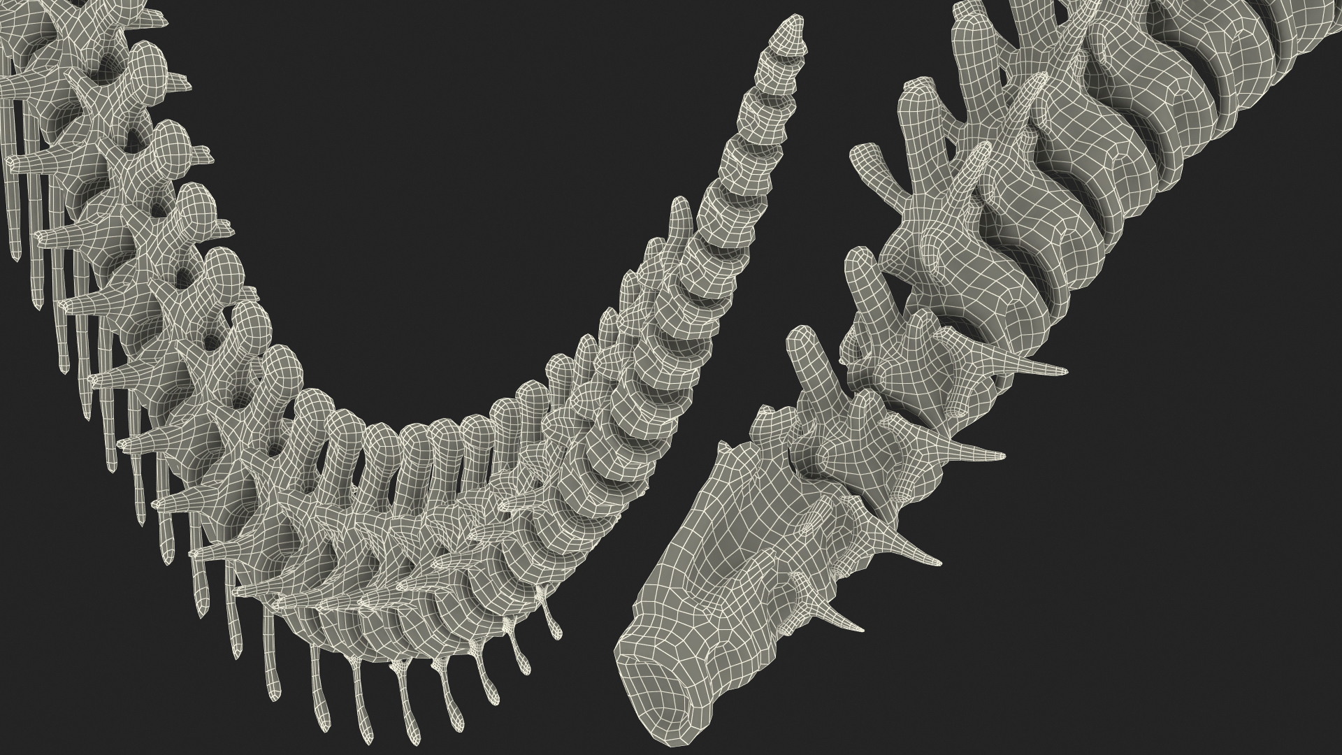 3D model Dinosaur Spinal Cord