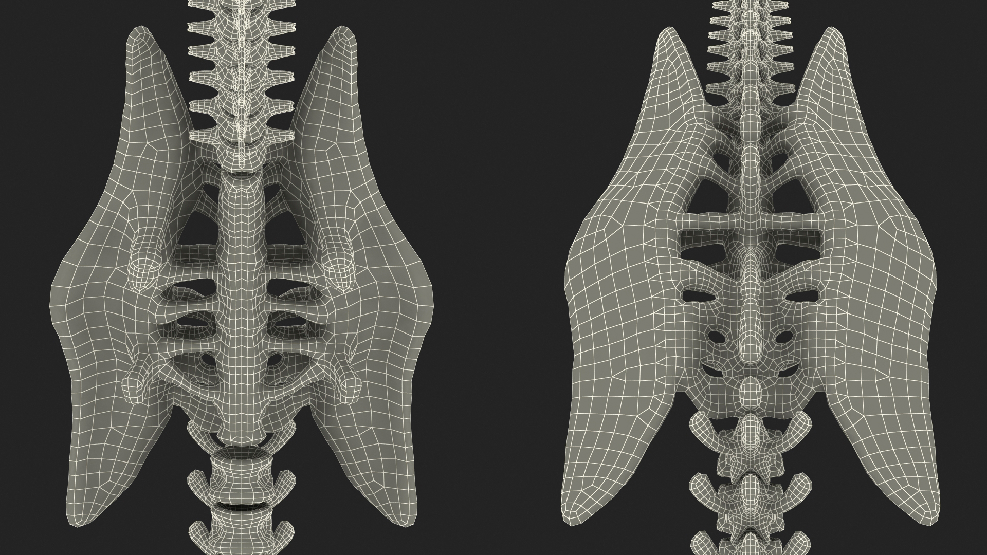 3D model Dinosaur Spinal Cord