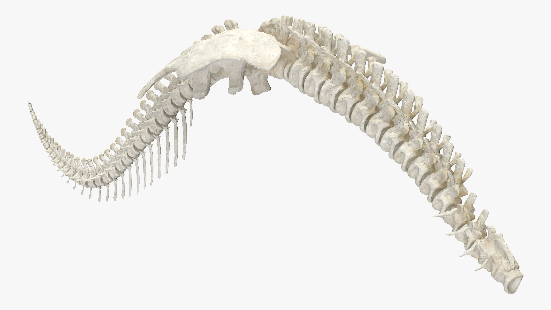 3D model Dinosaur Spinal Cord