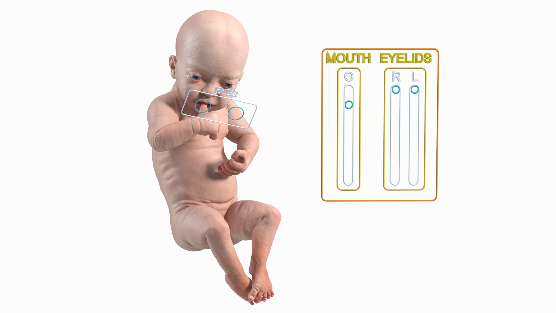 3D model Baby Boy at 8 Month Rigged for Cinema 4D