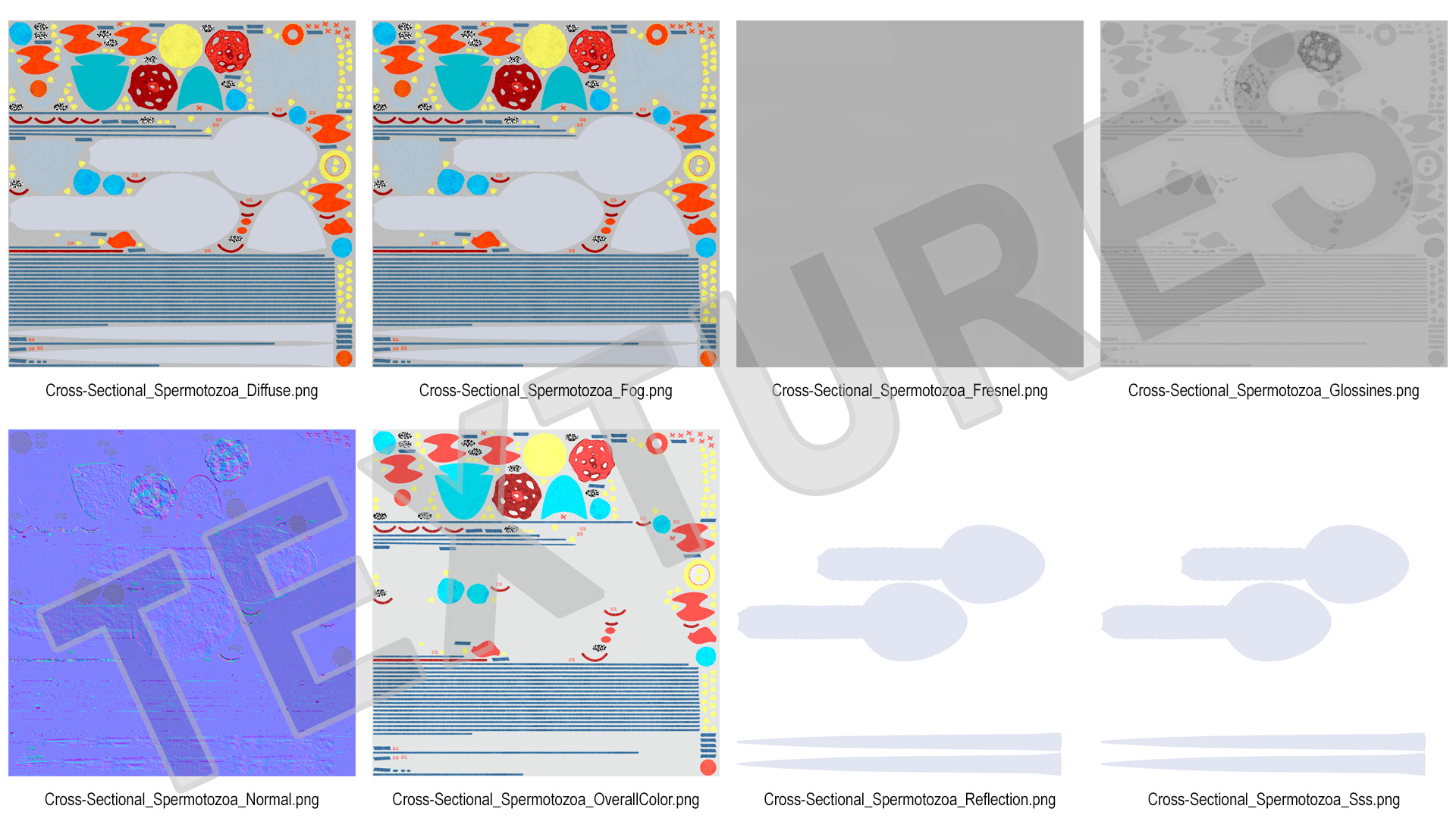 Cross-Sectional Spermotozoa 3D